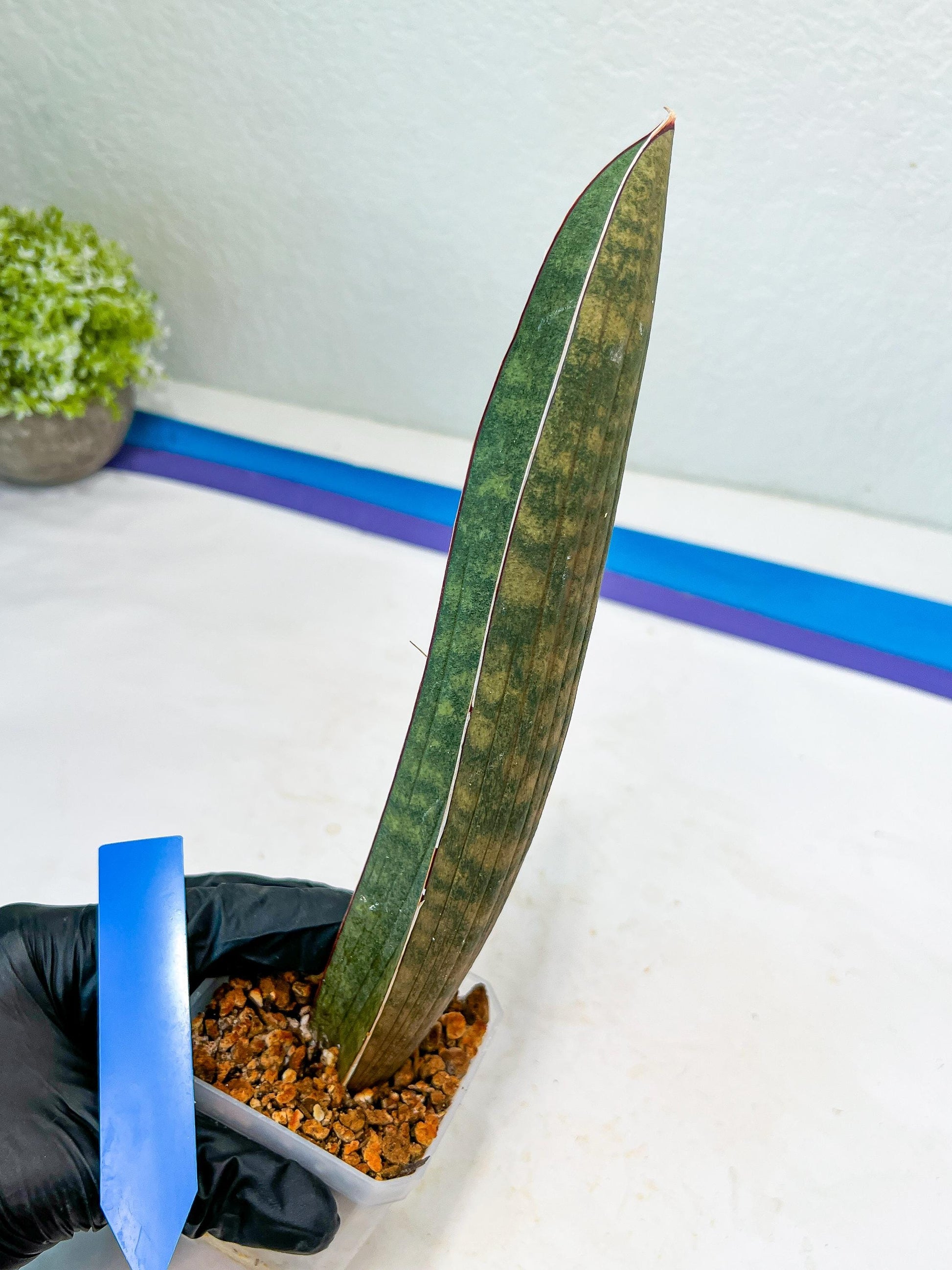 Sansevieria Hallii Silver Bat (#B1-P-Y) | Imported Plant
