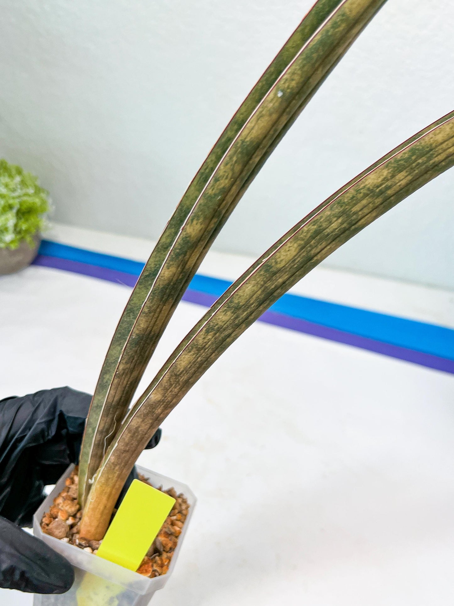 Sansevieria Hallii Silver Bat (#B1-P-Y) | Imported Plant