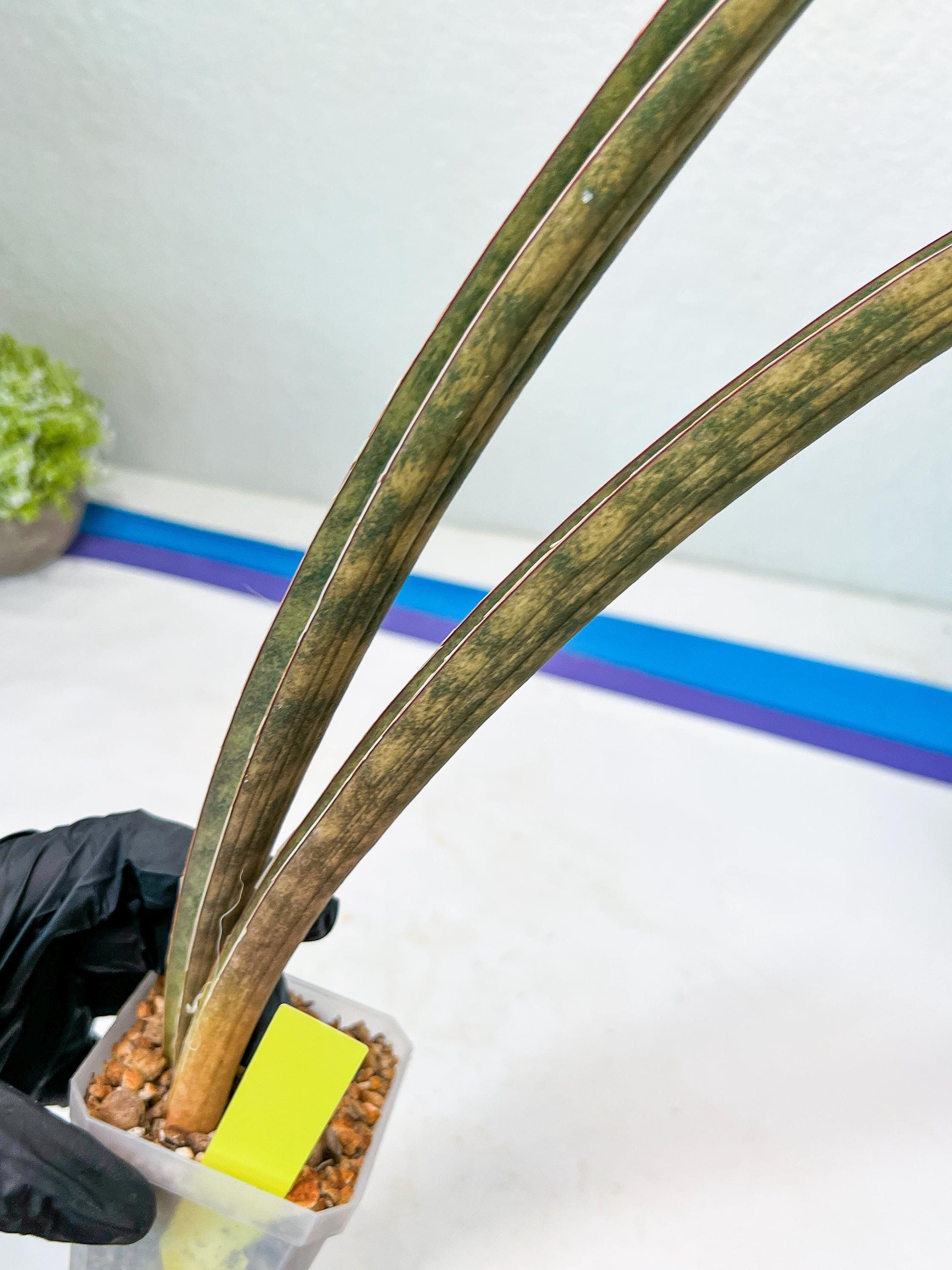 Sansevieria Hallii Silver Bat (#B1-P-Y) | Imported Plant