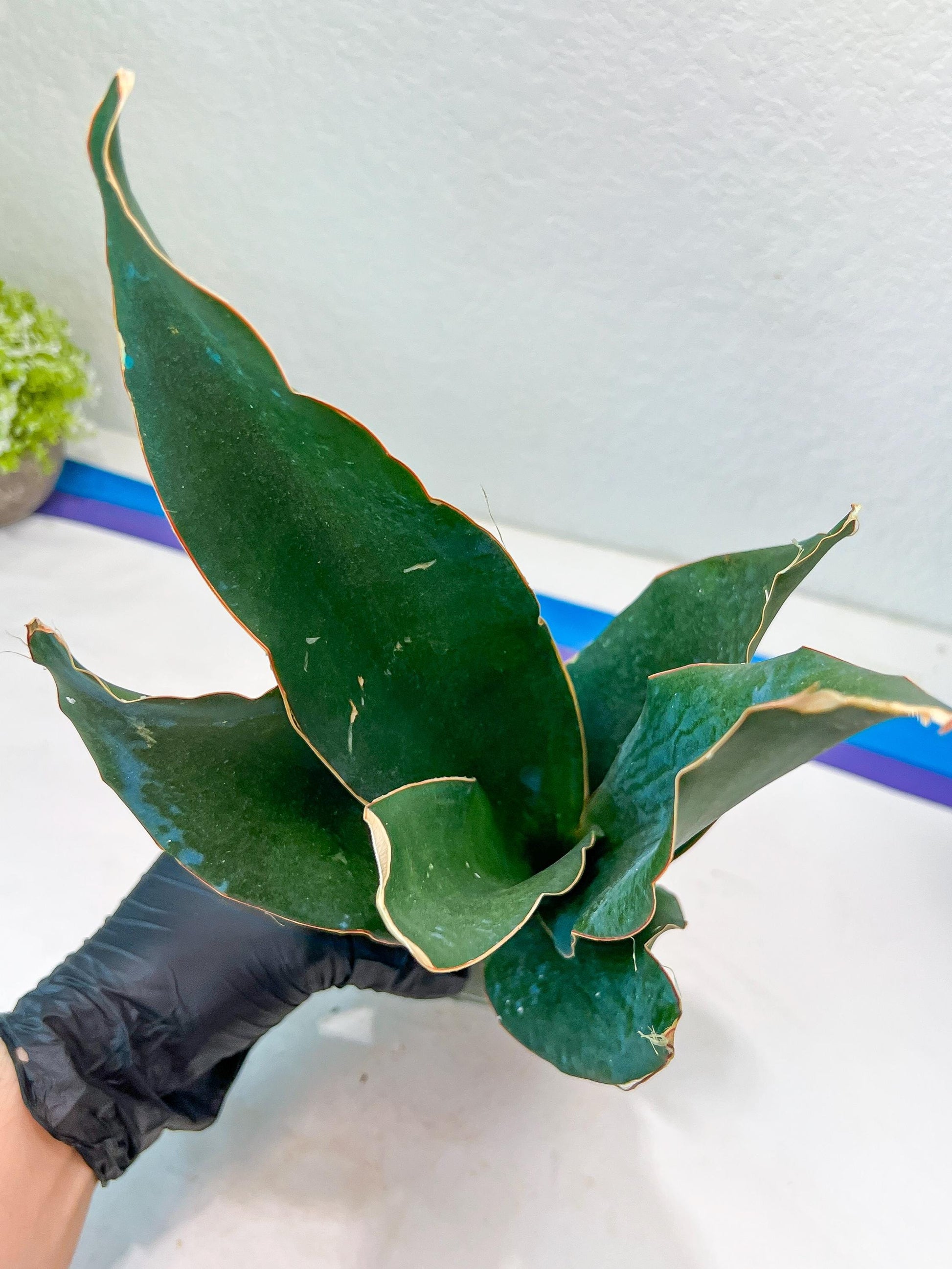 Sansevieria Black Rose Large (#H1~4) | Rare Imported | In 4Inch Planter