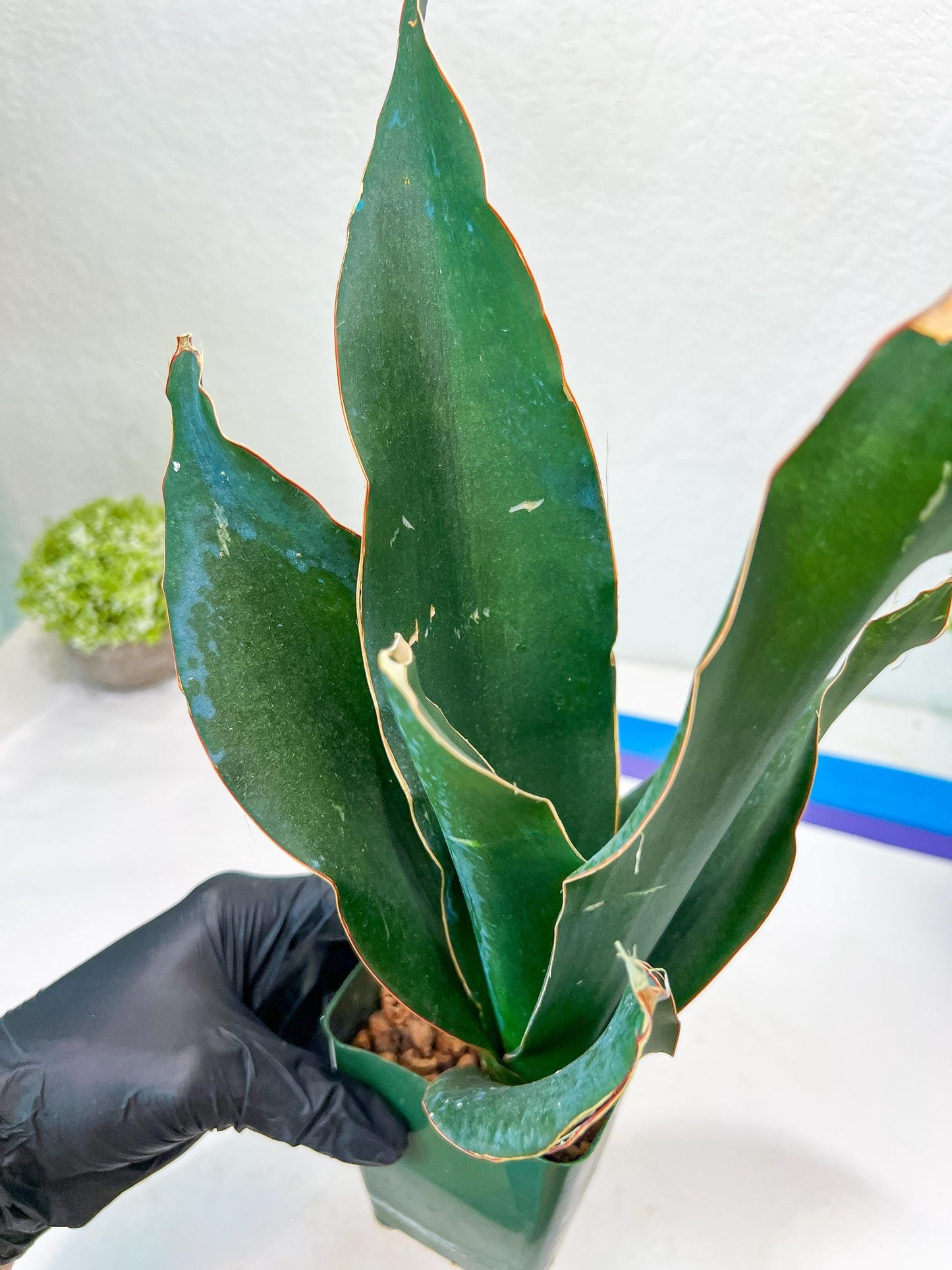 Sansevieria Black Rose Large (#H1~4) | Rare Imported | In 4Inch Planter