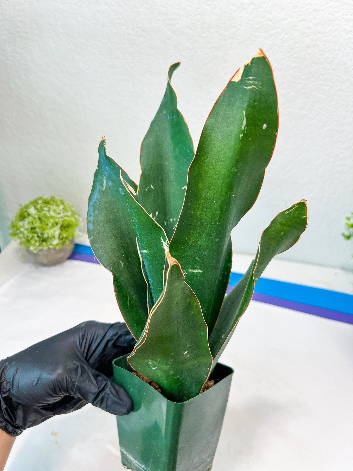Sansevieria Black Rose Large (#H1~4) | Rare Imported | In 4Inch Planter