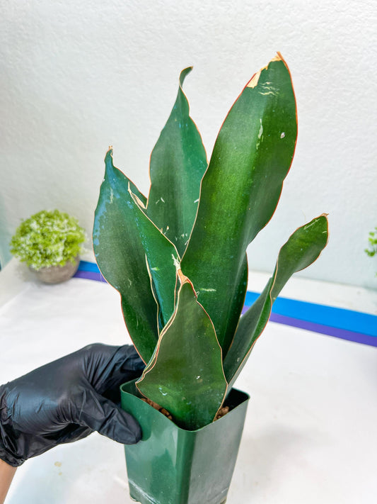 Sansevieria Black Rose Large (#H1~4) | Rare Imported | In 4Inch Planter