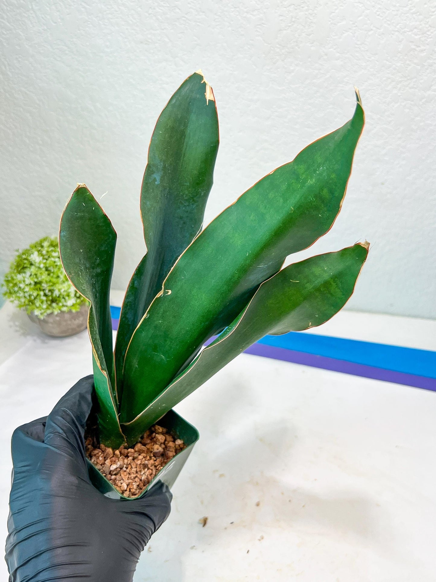 Sansevieria Black Rose Large (#H1~4) | Rare Imported | In 4Inch Planter