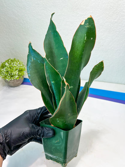 Sansevieria Black Rose Large (#H1~4) | Rare Imported | In 4Inch Planter