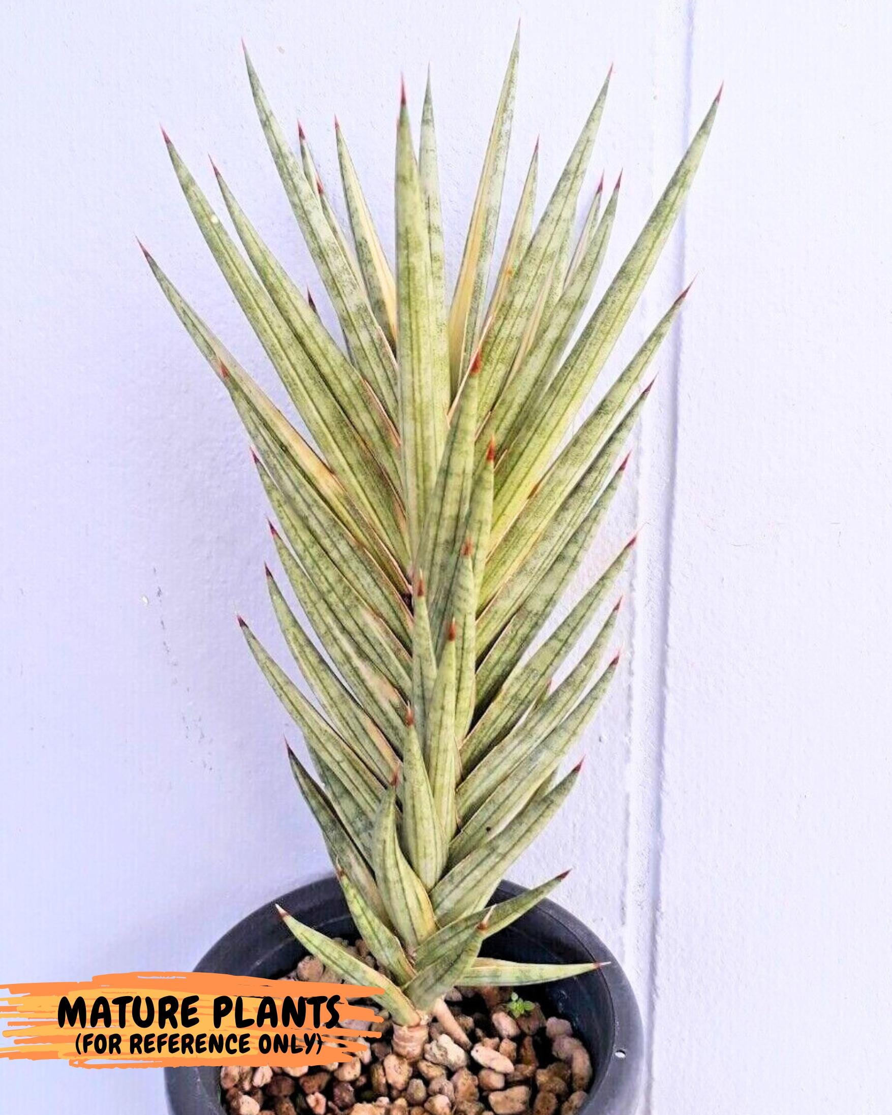 Sansevieria francisii Variegated (P-Y) | Imported Plants