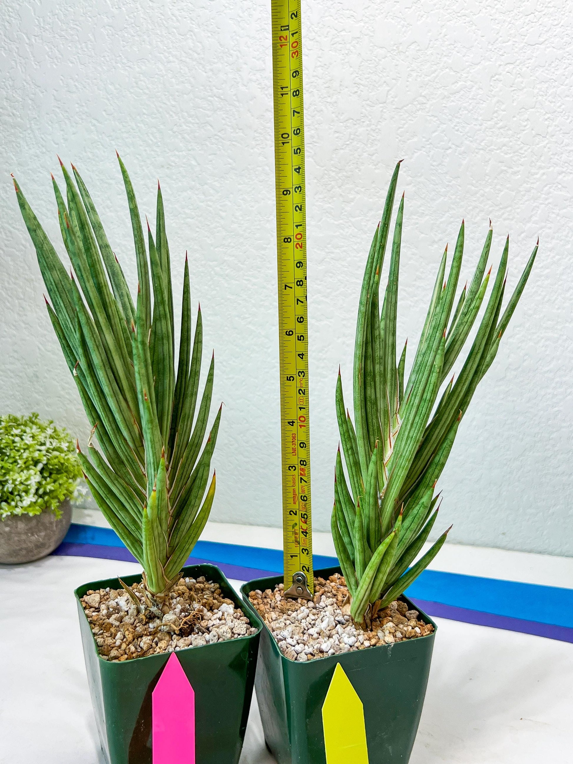 Sansevieria francisii Variegated (P-Y) | Imported Plants