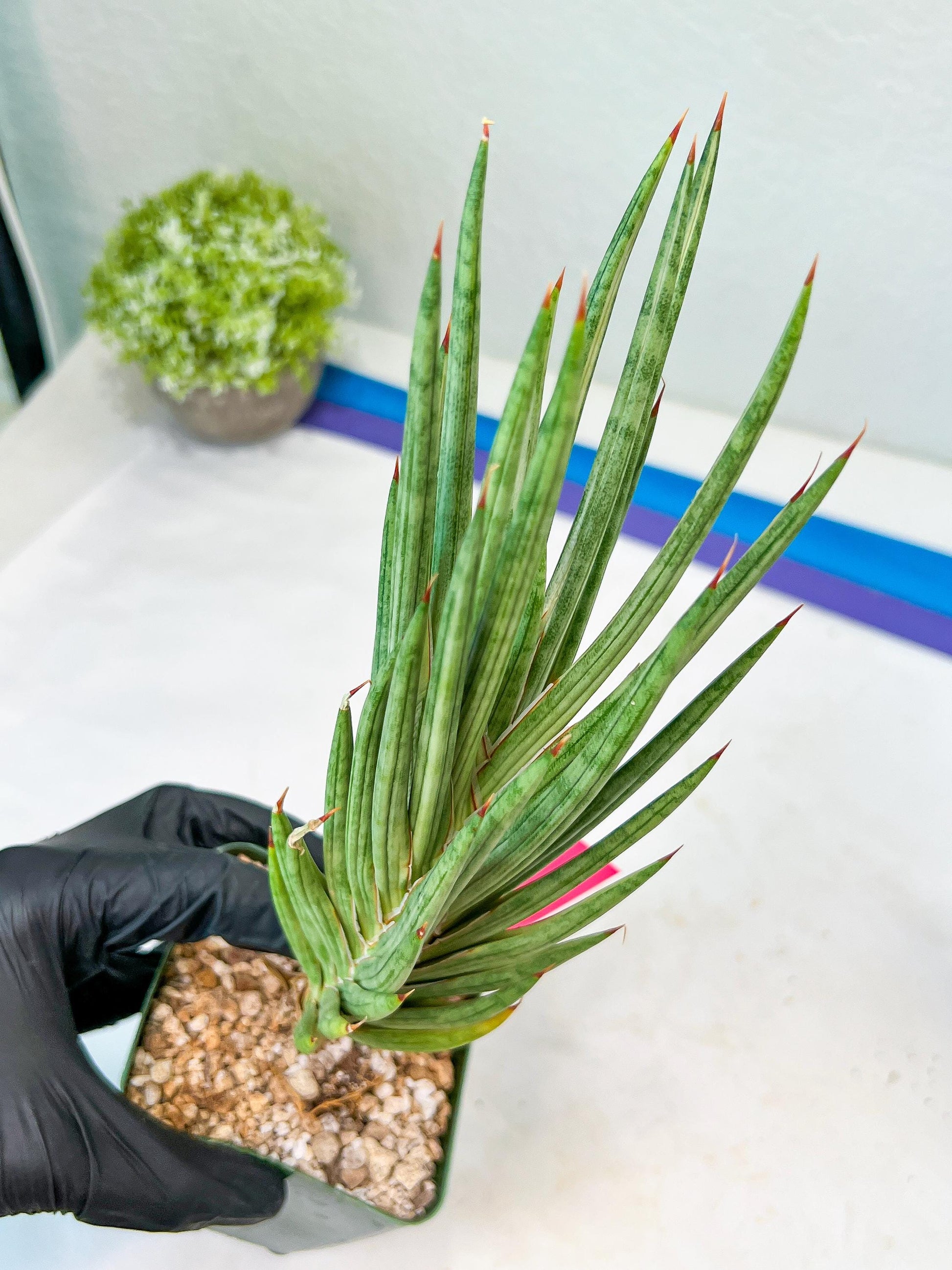 Sansevieria francisii Variegated (P-Y) | Imported Plants