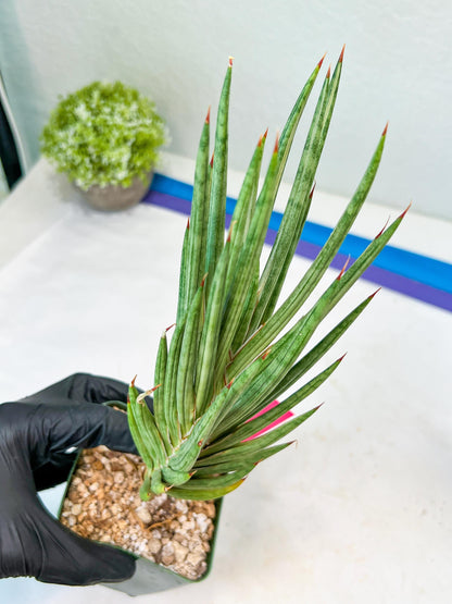 Sansevieria francisii Variegated (P-Y) | Imported Plants