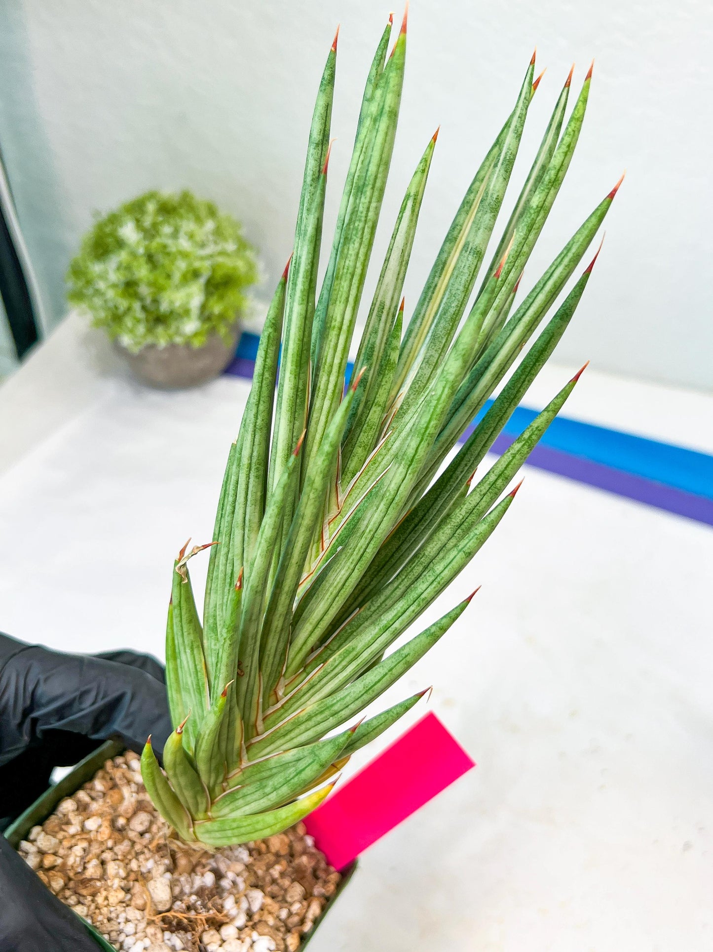 Sansevieria francisii Variegated (P-Y) | Imported Plants