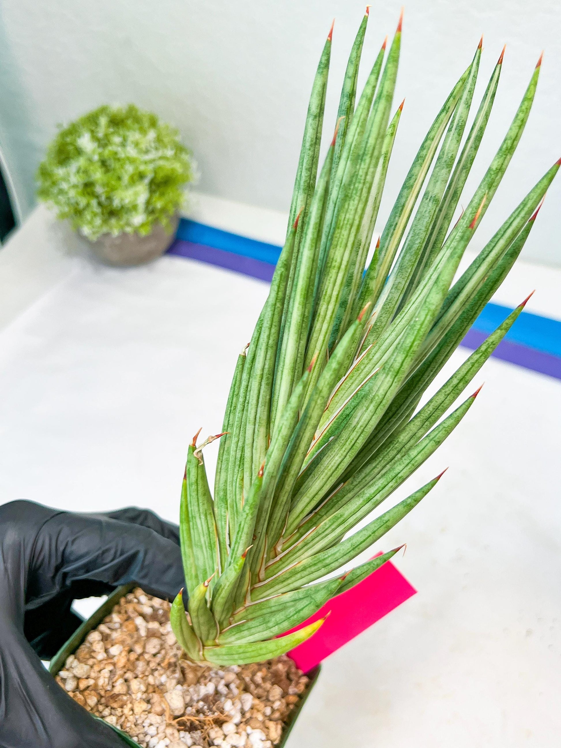 Sansevieria francisii Variegated (P-Y) | Imported Plants