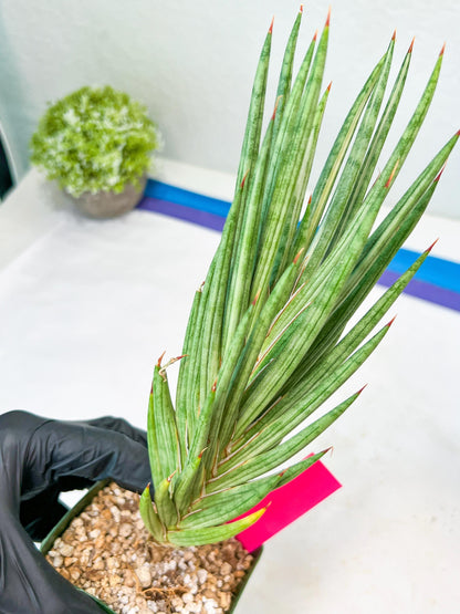 Sansevieria francisii Variegated (P-Y) | Imported Plants