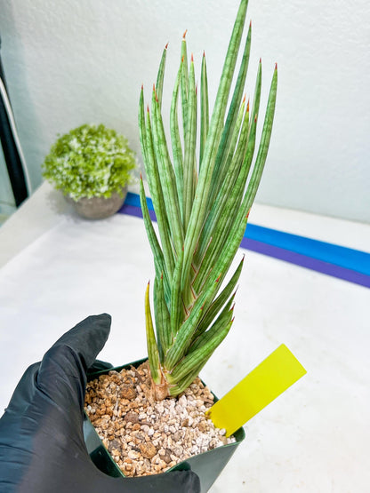 Sansevieria francisii Variegated (P-Y) | Imported Plants