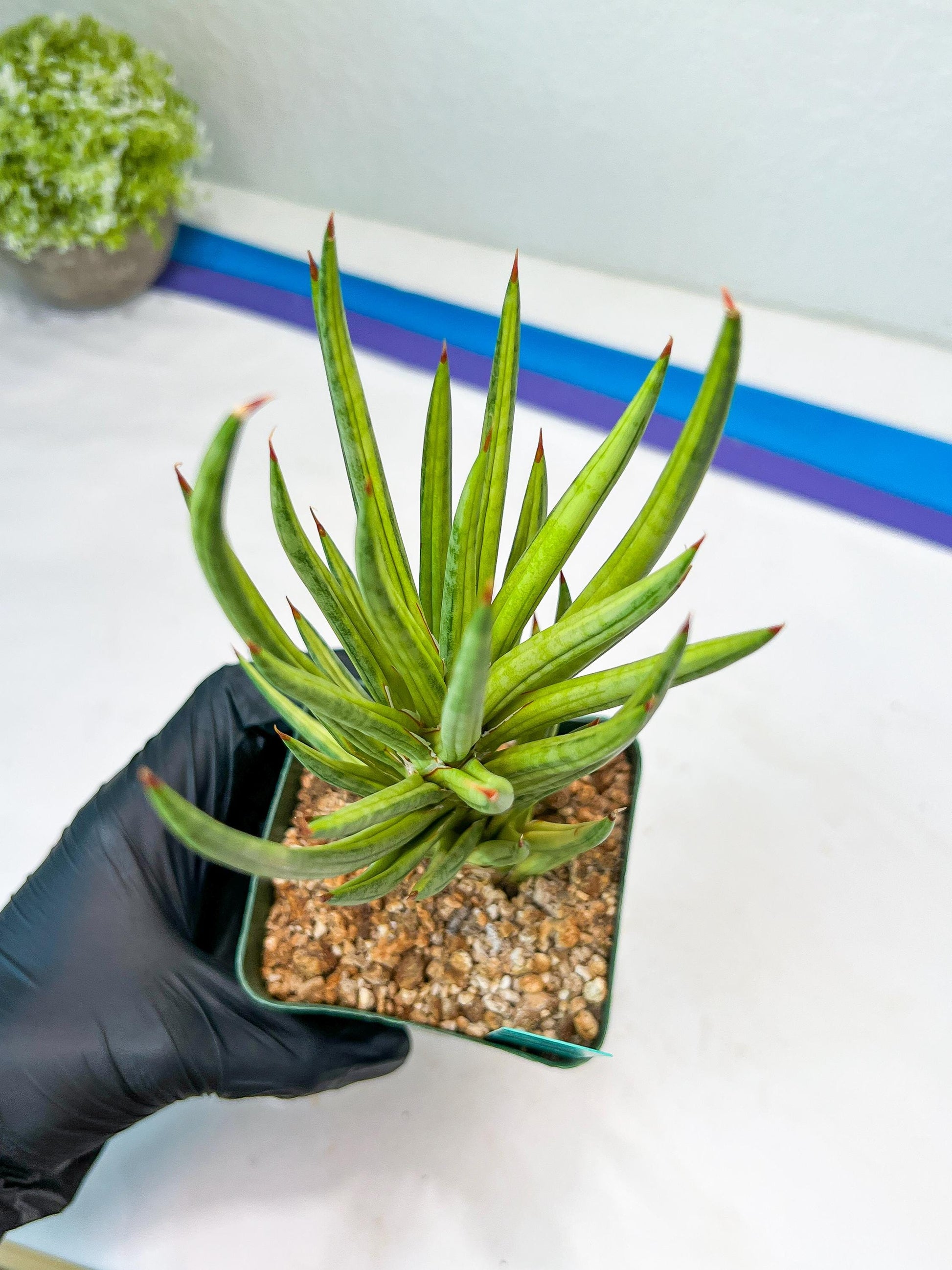 Sansevieria francisii Variegated (B-G) | Imported Plants