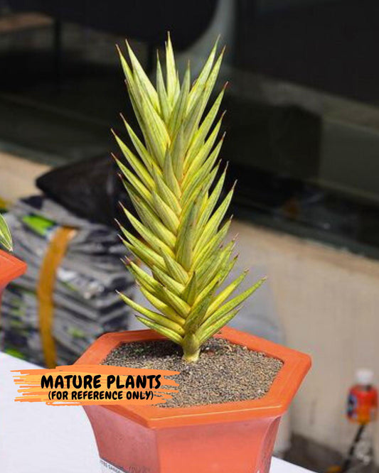 Sansevieria francisii Variegated (B-G) | Imported Plants