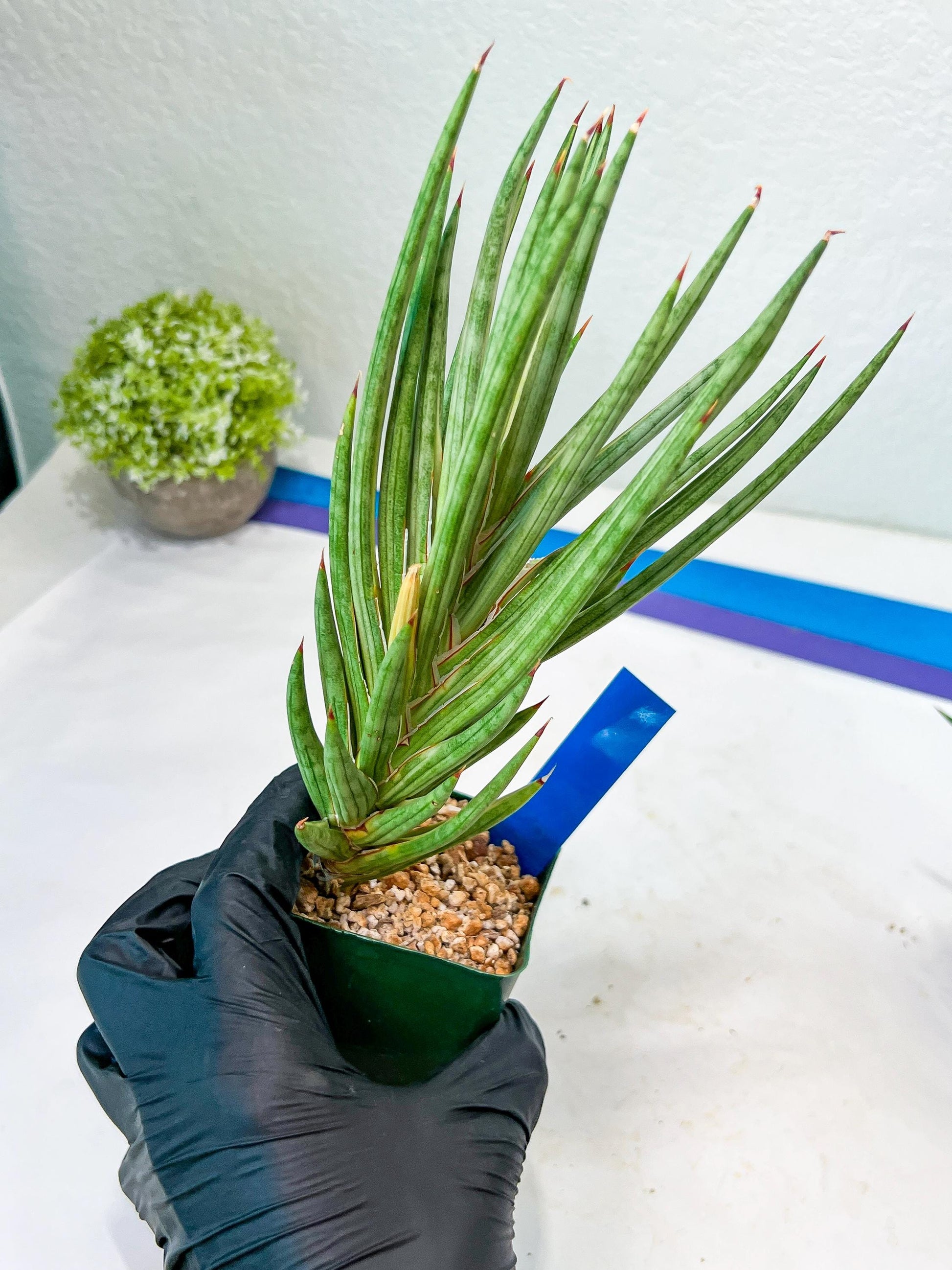 Sansevieria francisii Variegated (B-G) | Imported Plants