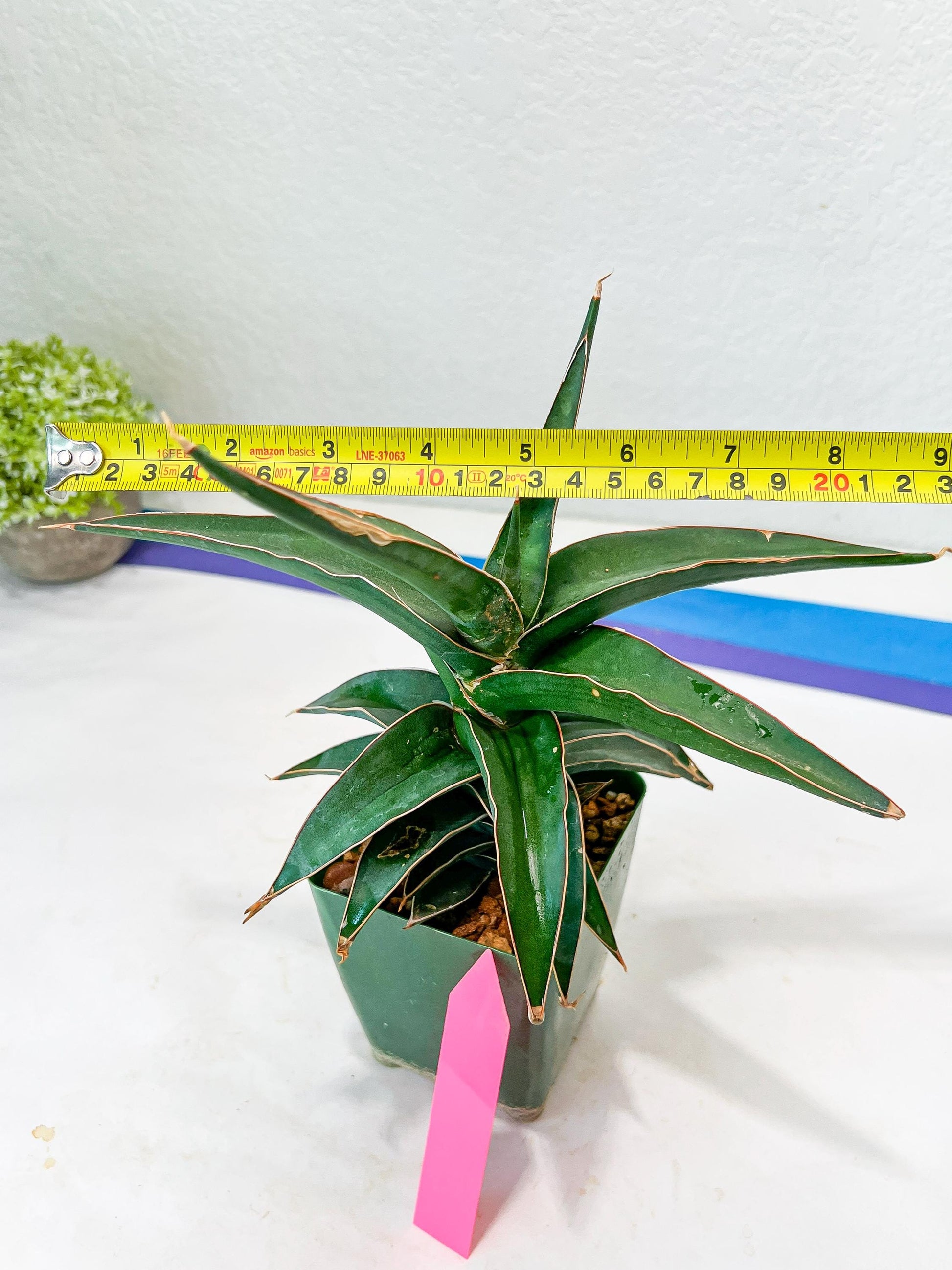 Sansevieria lavranos (pink/yellow) | Imported Plants