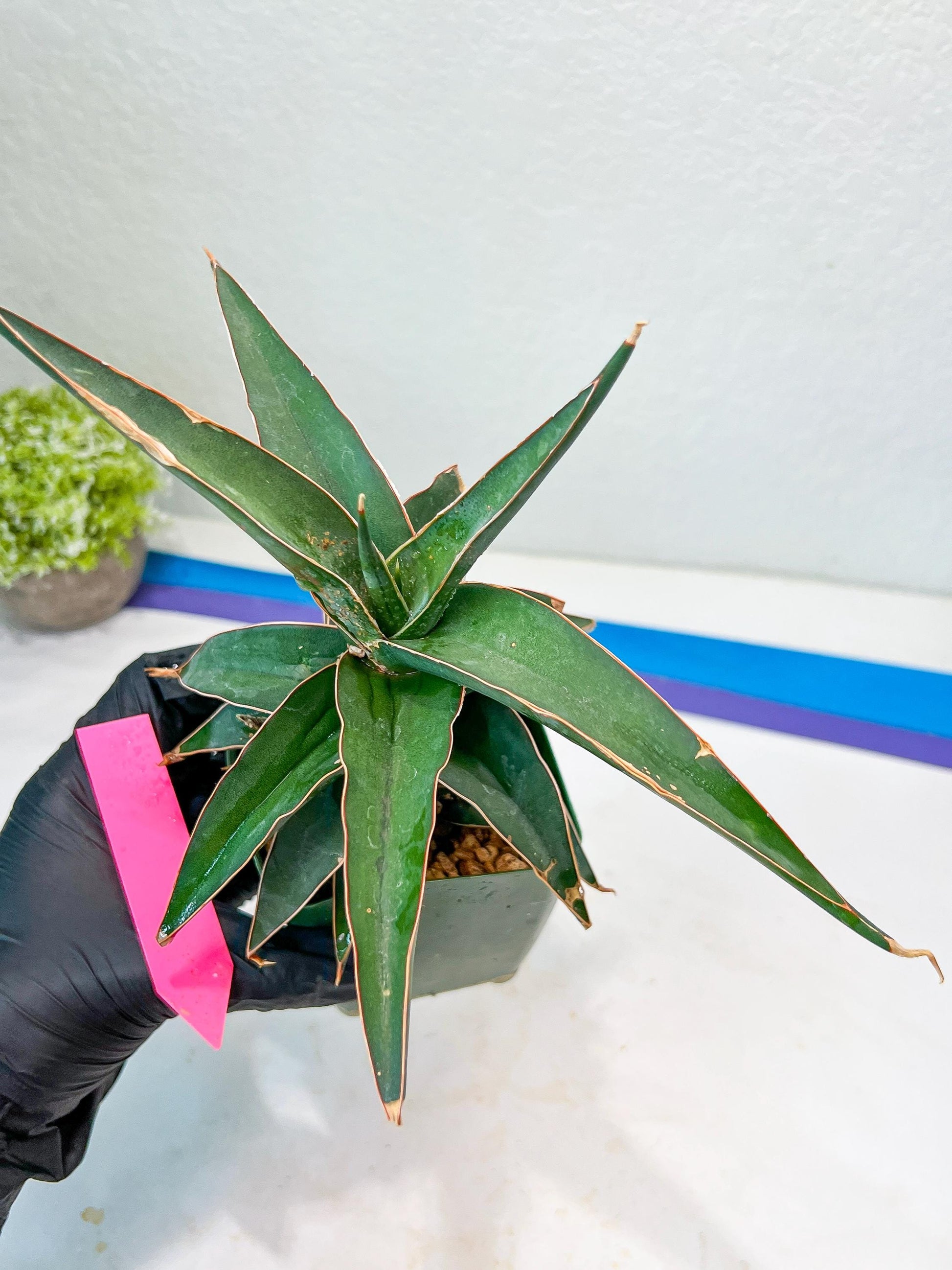 Sansevieria lavranos (pink/yellow) | Imported Plants