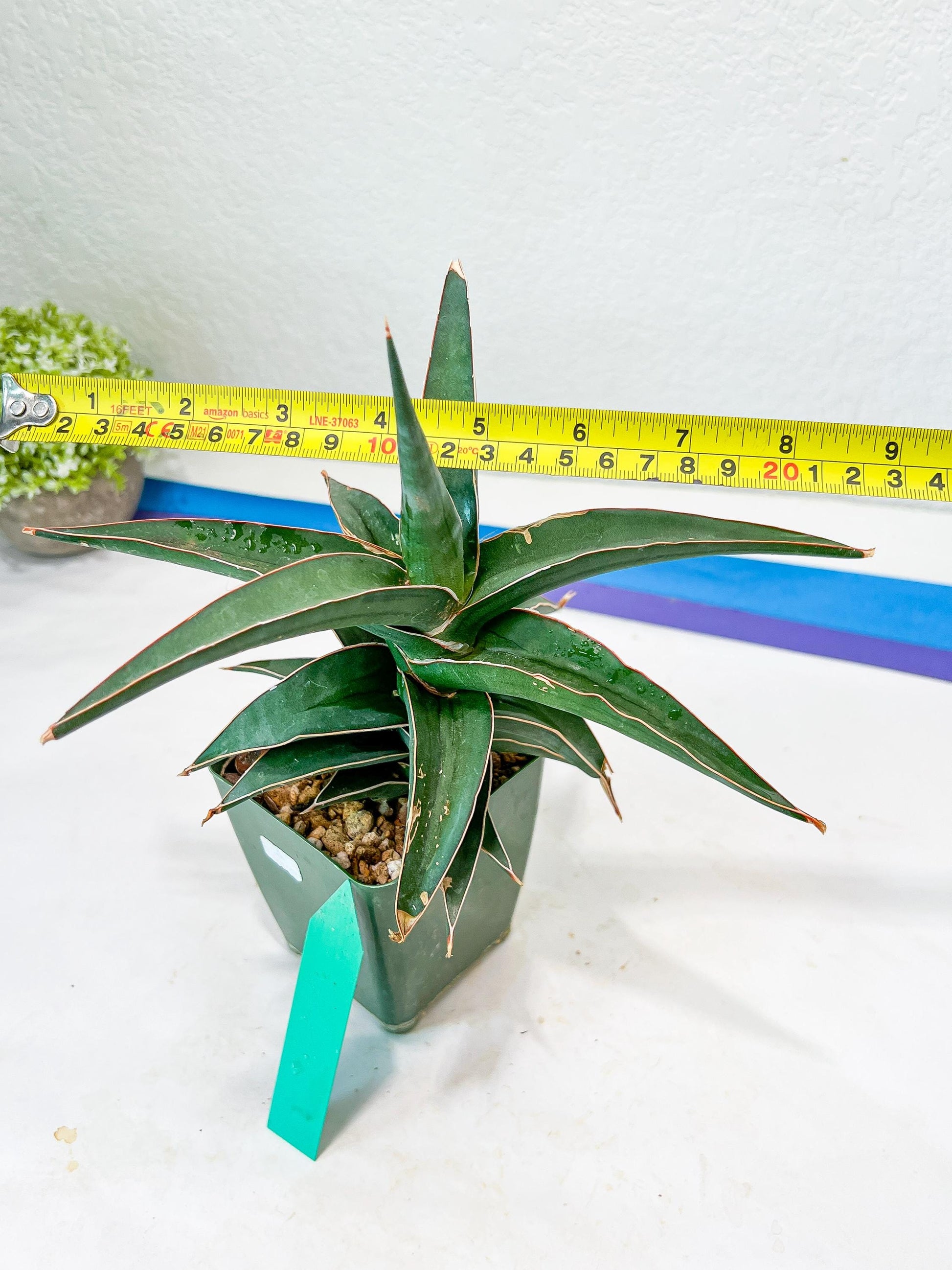 Sansevieria lavranos (Blue/Green) | Imported Plants
