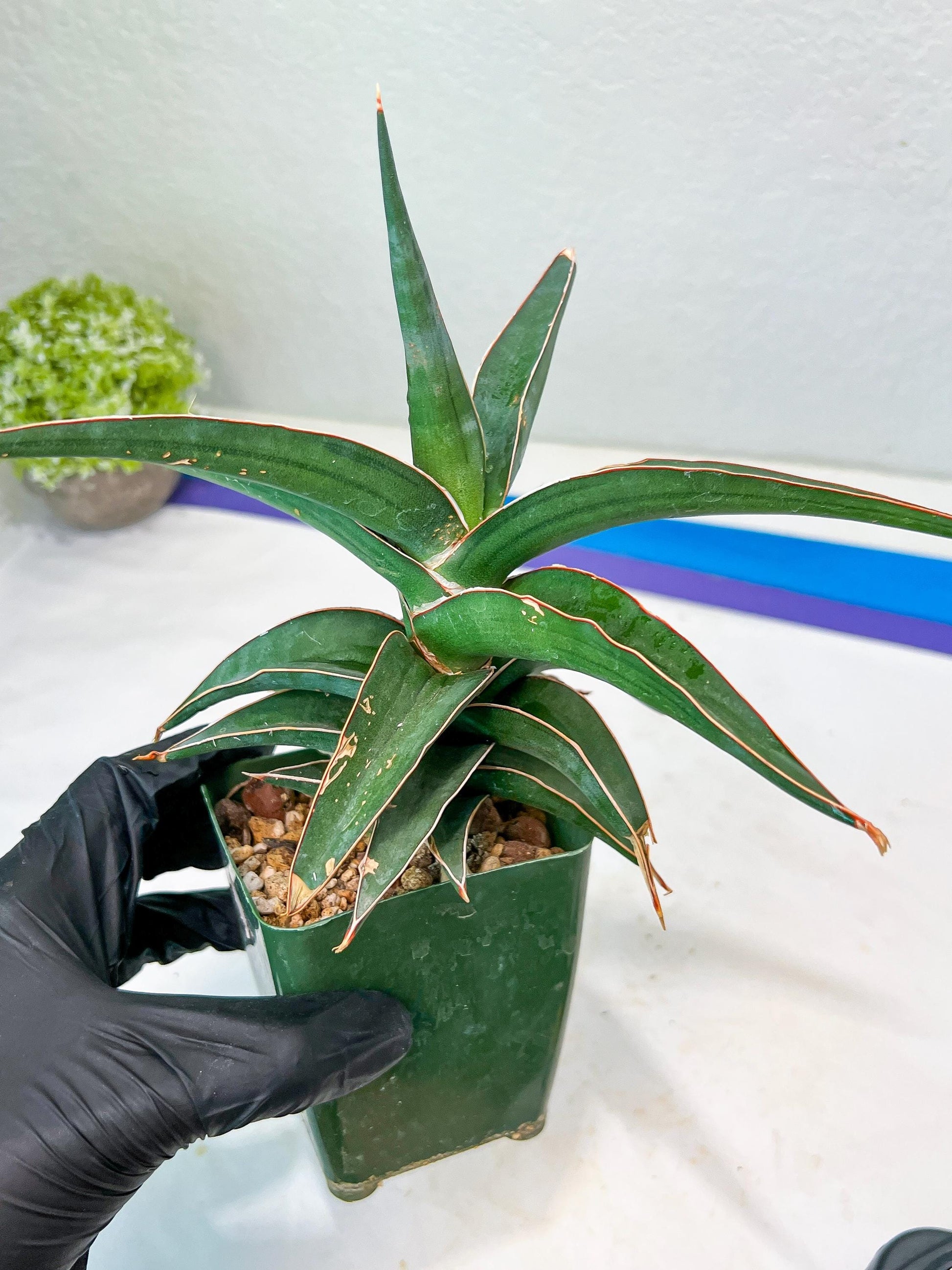 Sansevieria lavranos (Blue/Green) | Imported Plants