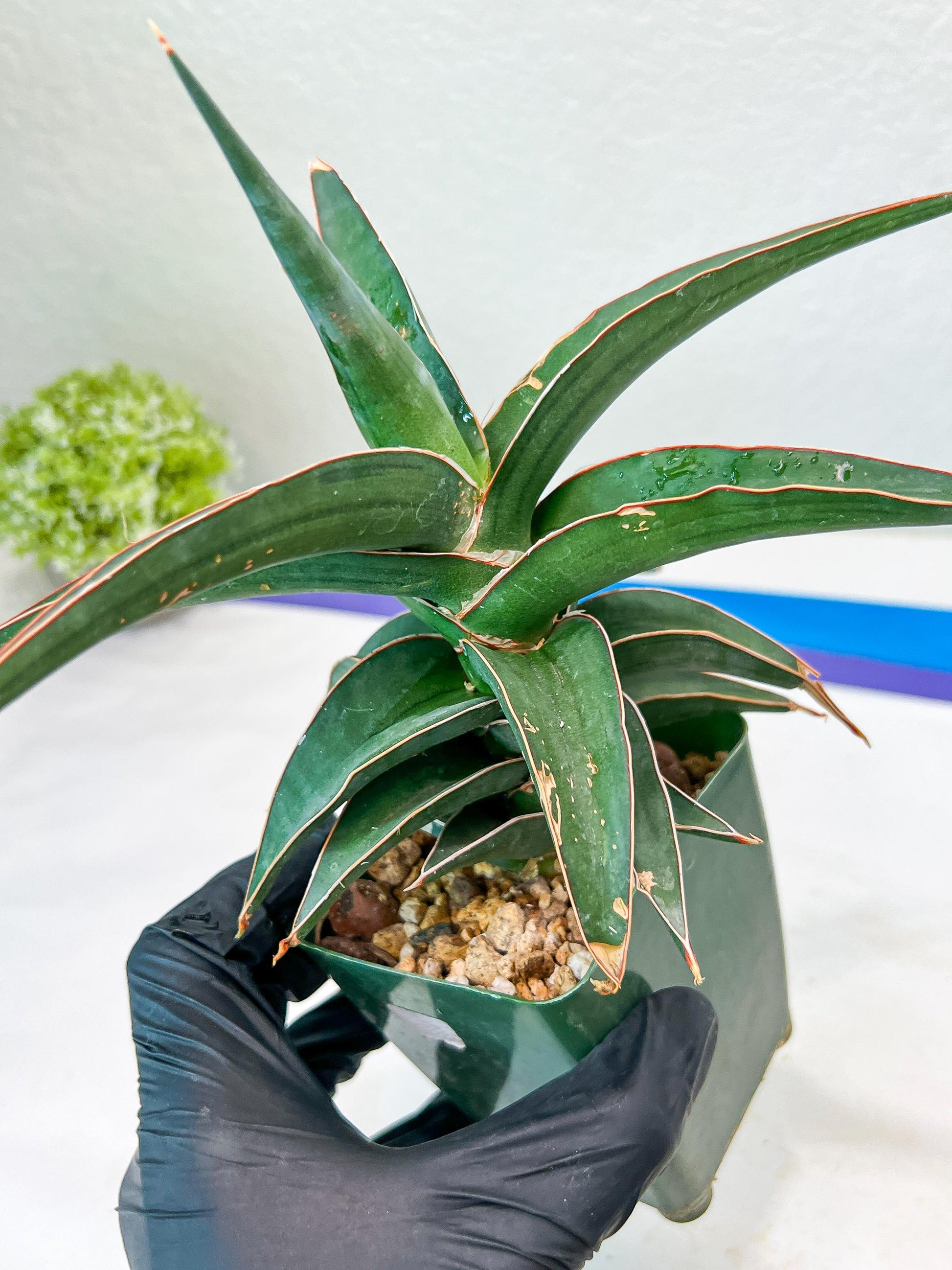 Sansevieria lavranos (Blue/Green) | Imported Plants