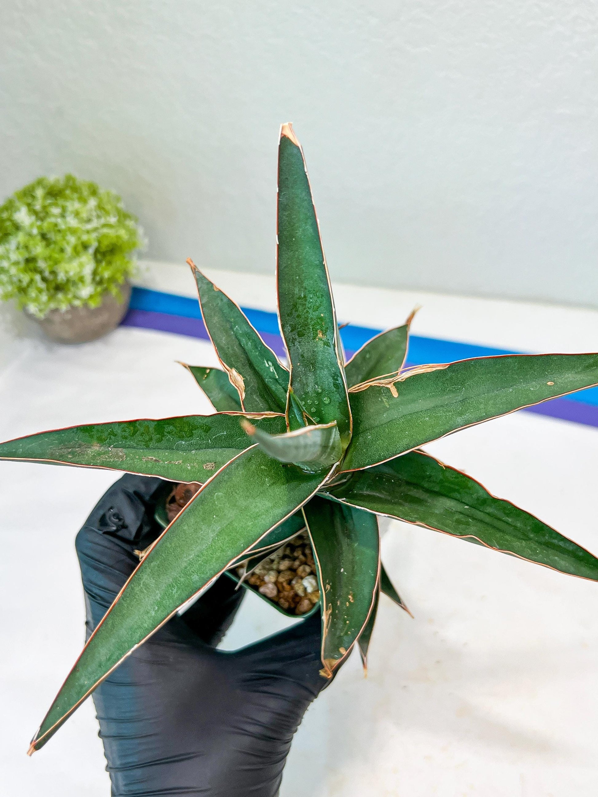 Sansevieria lavranos (Blue/Green) | Imported Plants