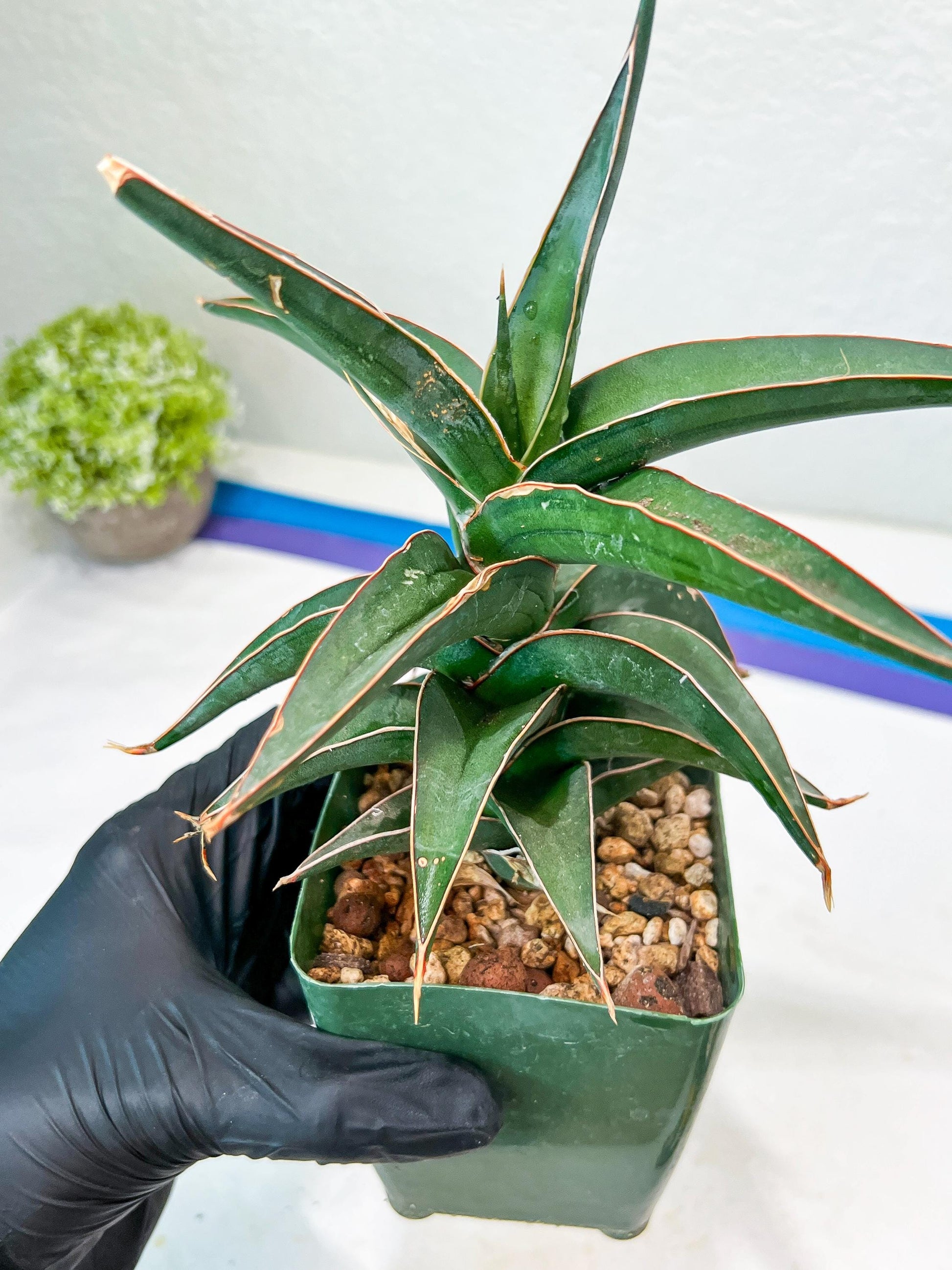 Sansevieria lavranos (Blue/Green) | Imported Plants