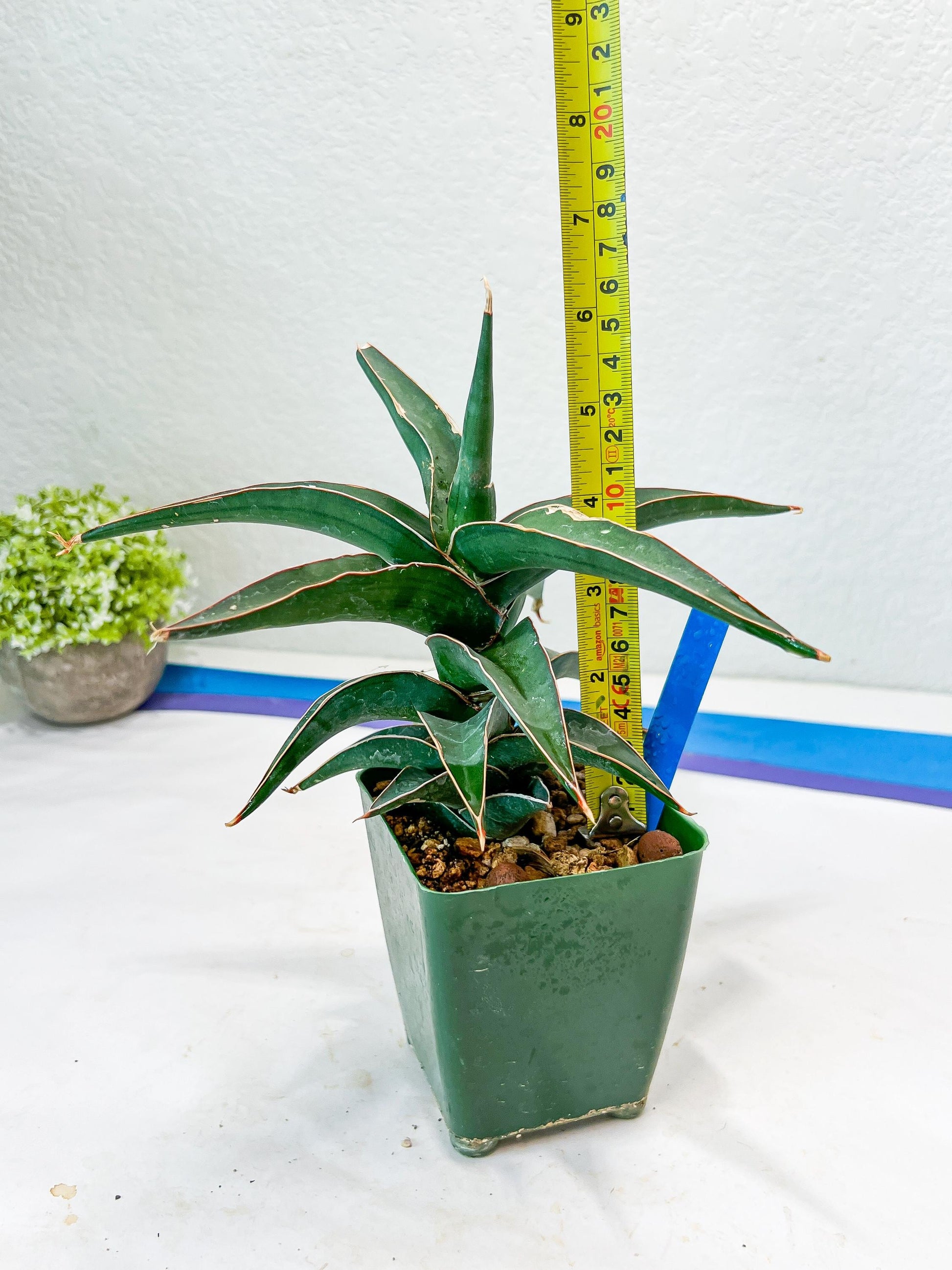 Sansevieria Lavranos (Blue) | Minor Scar from Shipping | Imported