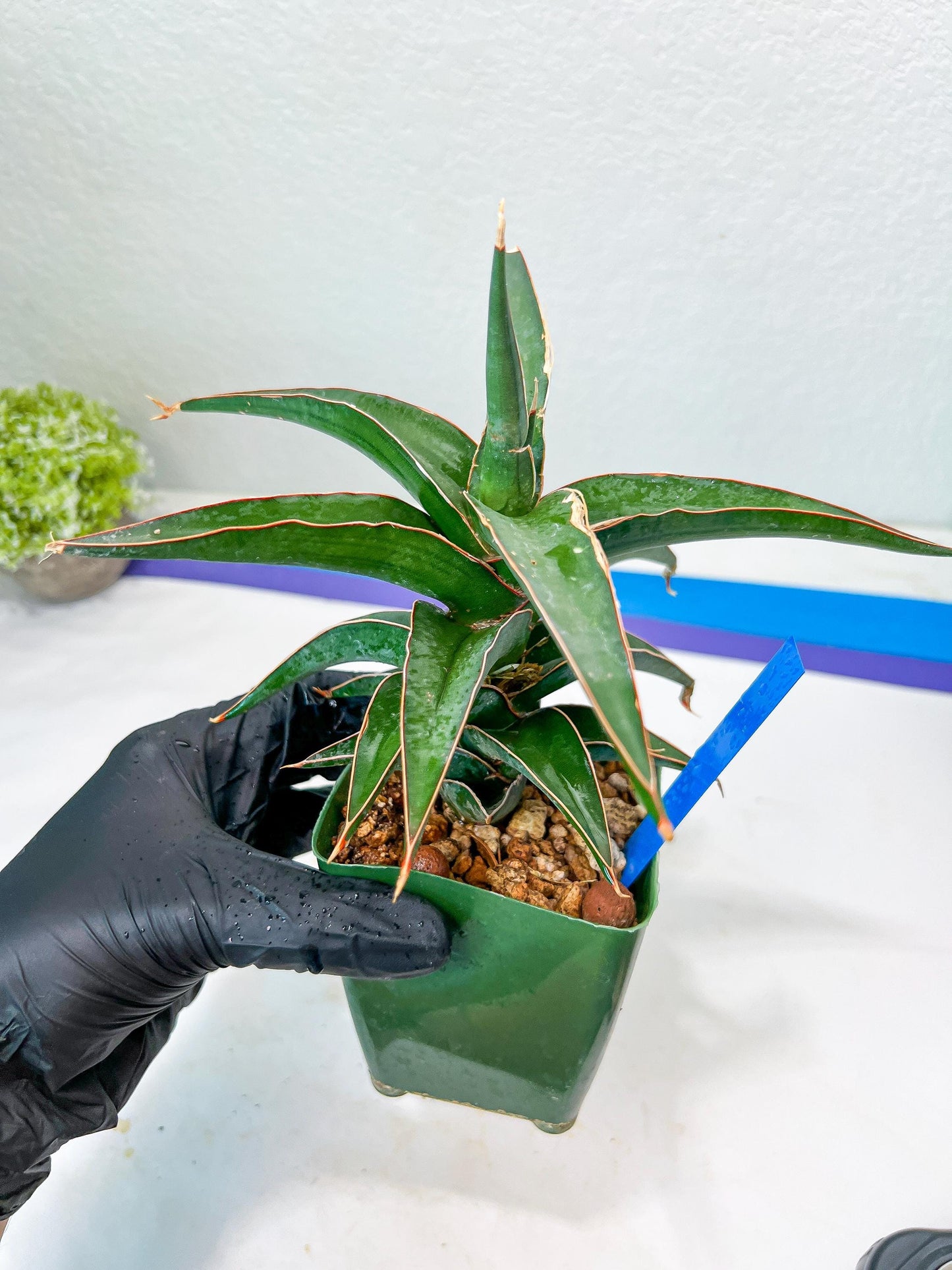 Sansevieria Lavranos (Blue) | Minor Scar from Shipping | Imported
