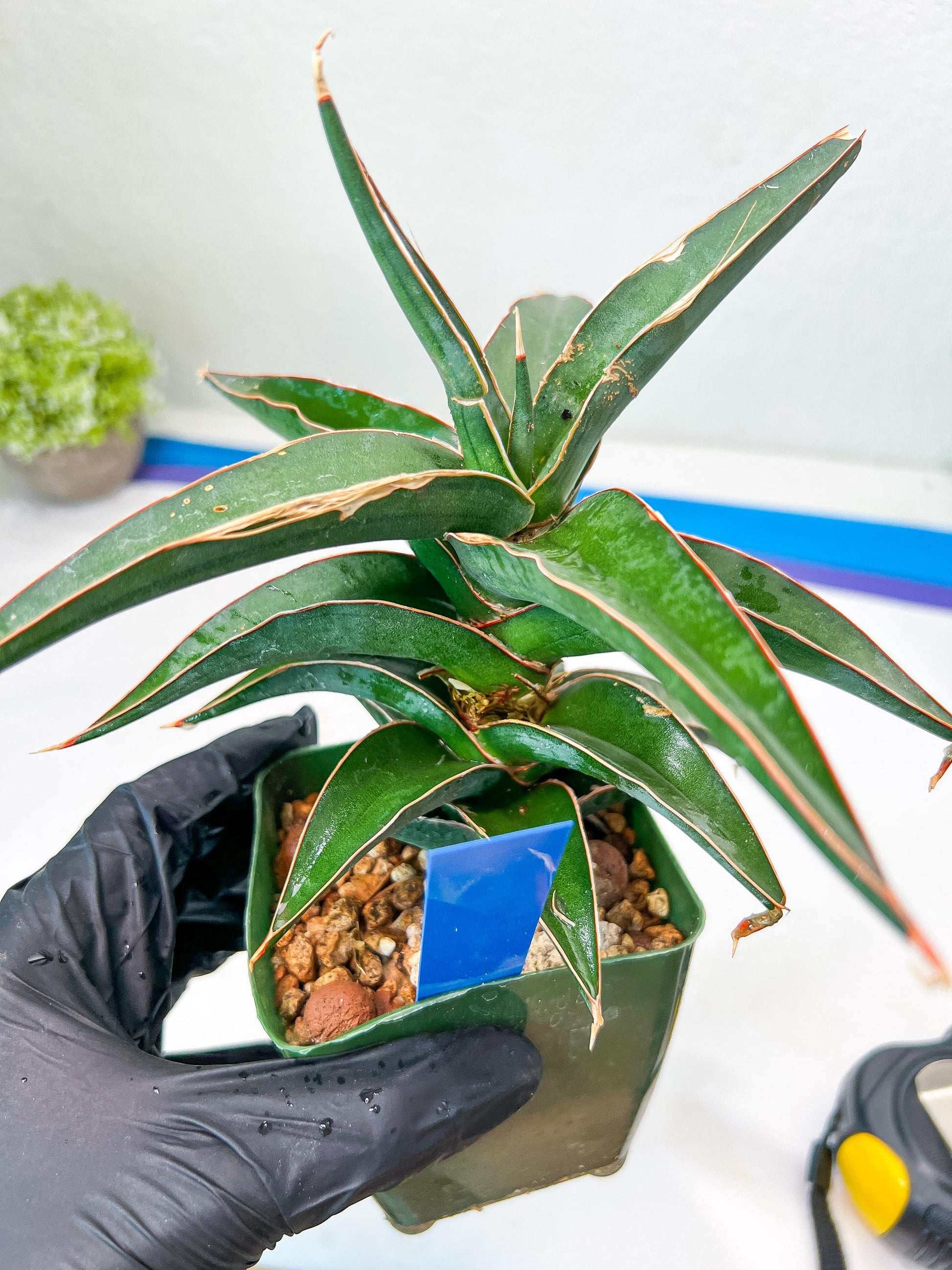 Sansevieria Lavranos (Blue) | Minor Scar from Shipping | Imported
