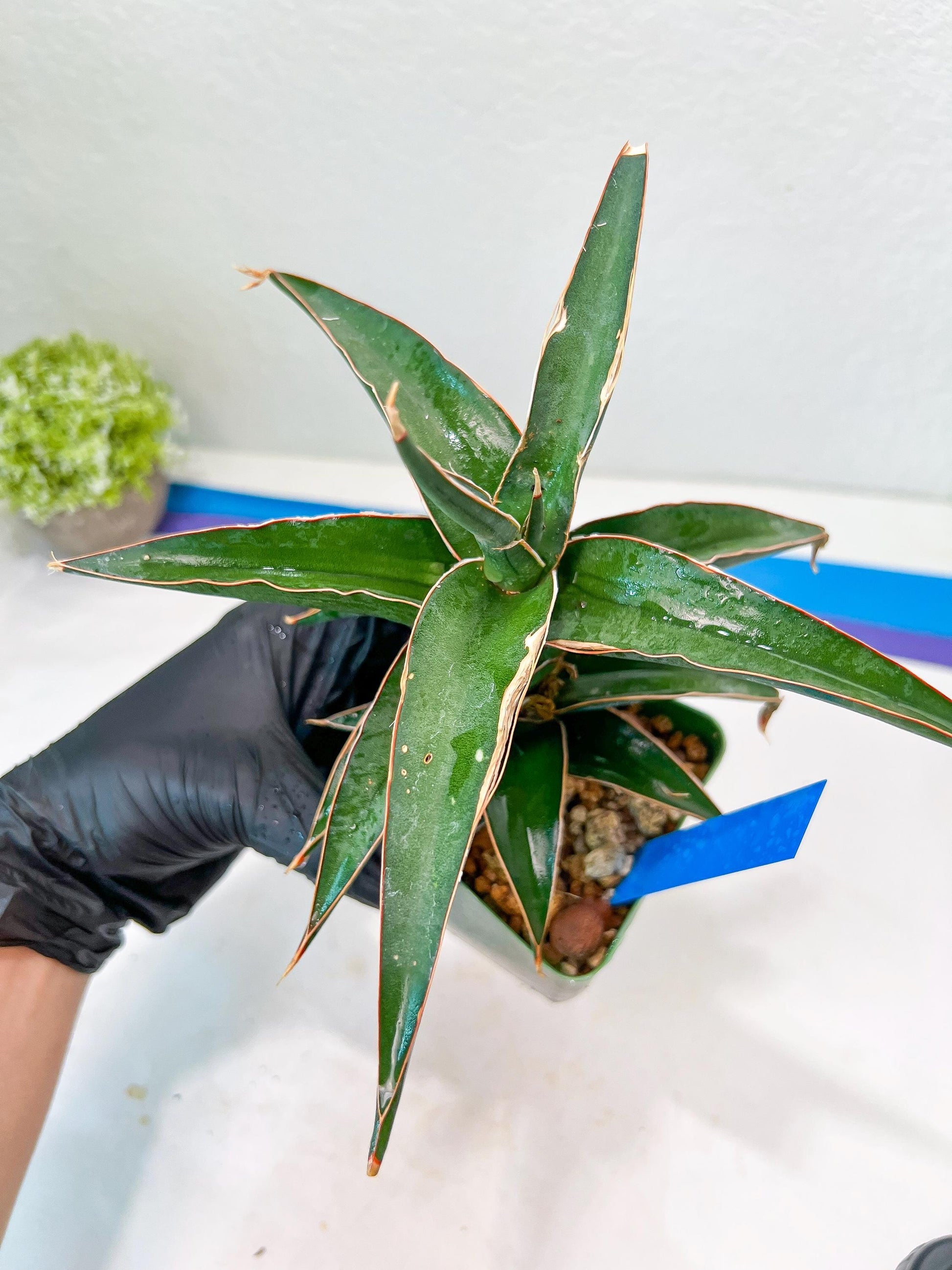 Sansevieria Lavranos (Blue) | Minor Scar from Shipping | Imported