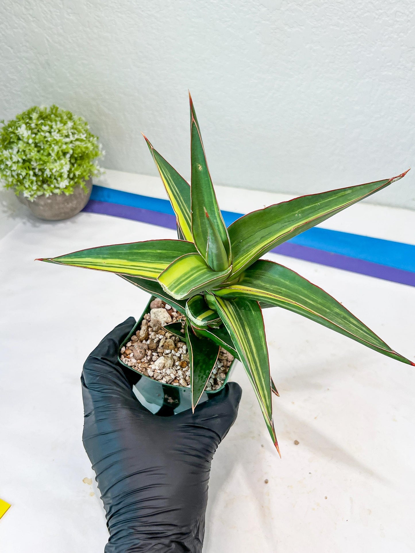 Sansevieria lavranos Var (Yellow) | Minor Dmg from Shipping
