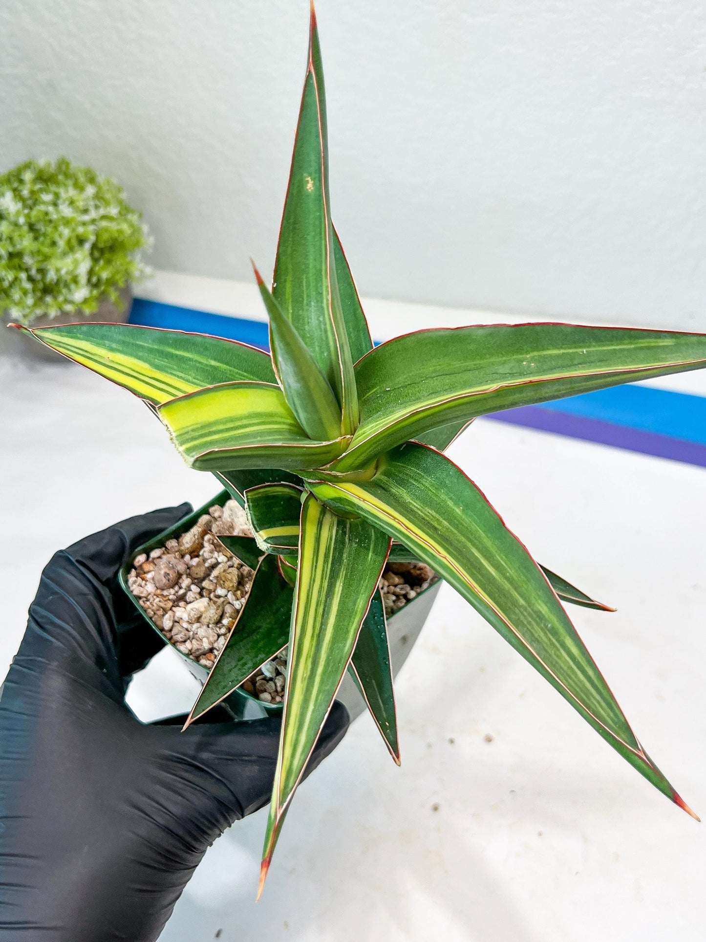 Sansevieria lavranos Var (Yellow) | Minor Dmg from Shipping