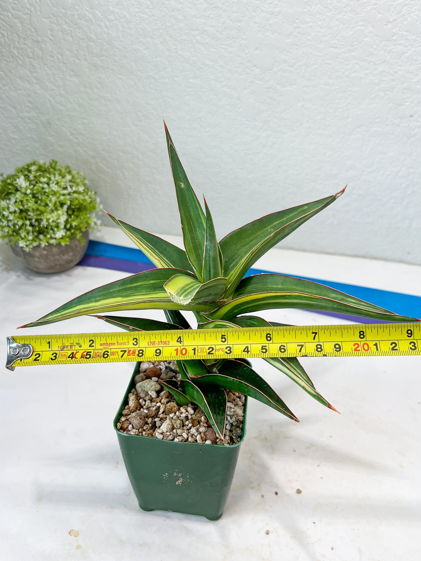 Sansevieria lavranos Var (Yellow) | Minor Dmg from Shipping