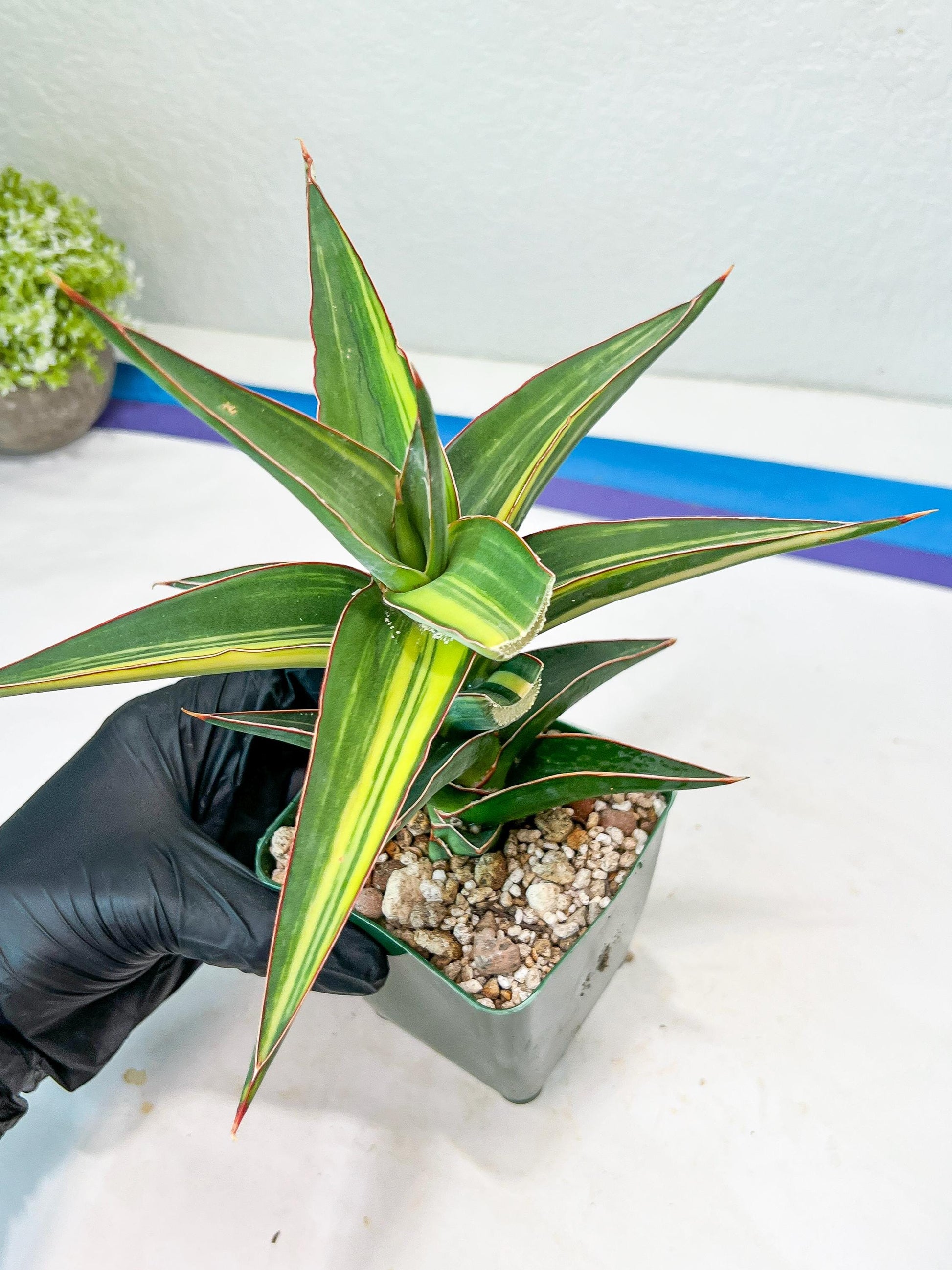 Sansevieria lavranos Var (Yellow) | Minor Dmg from Shipping