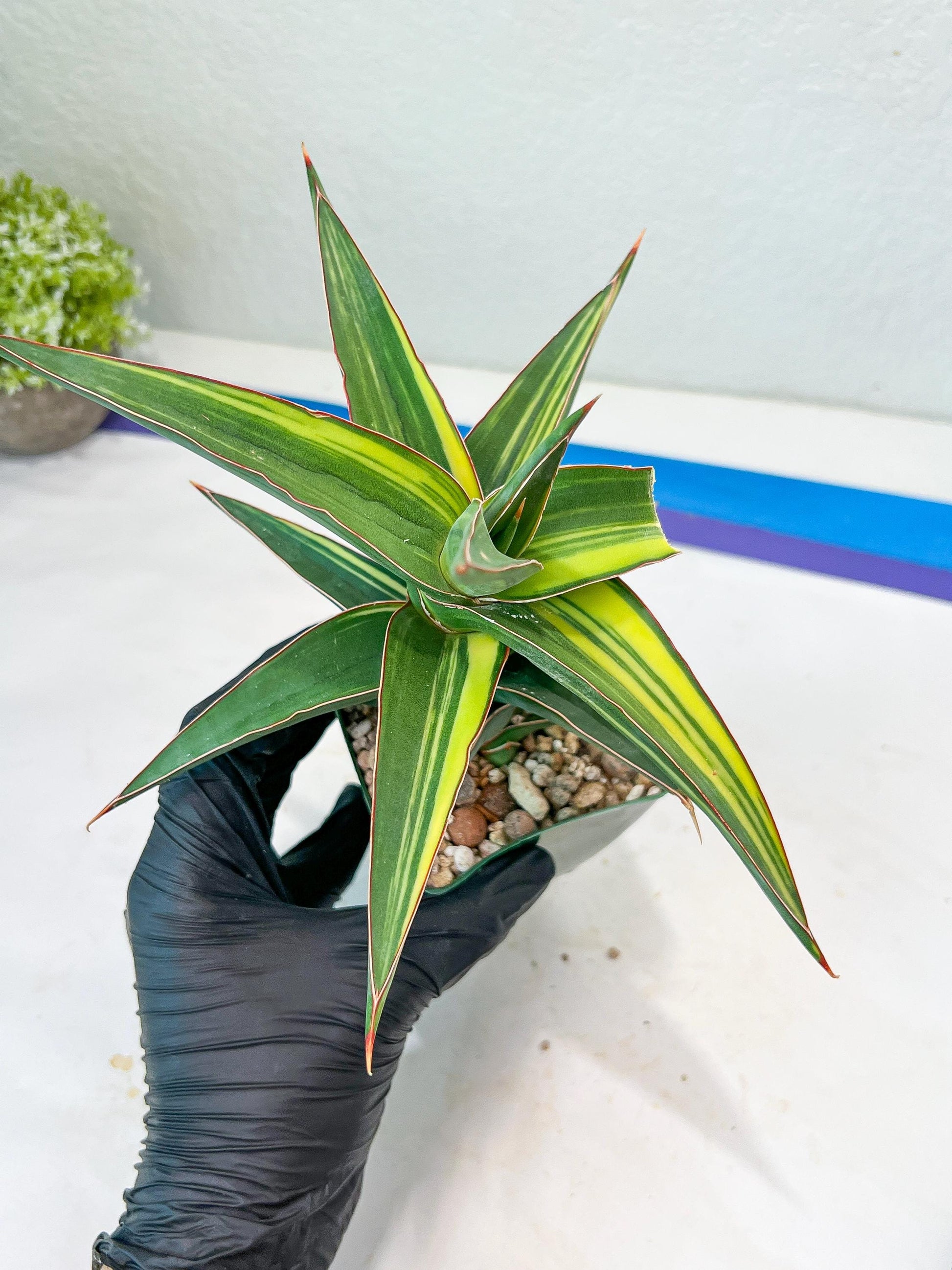 Sansevieria lavranos Var (Yellow) | Minor Dmg from Shipping