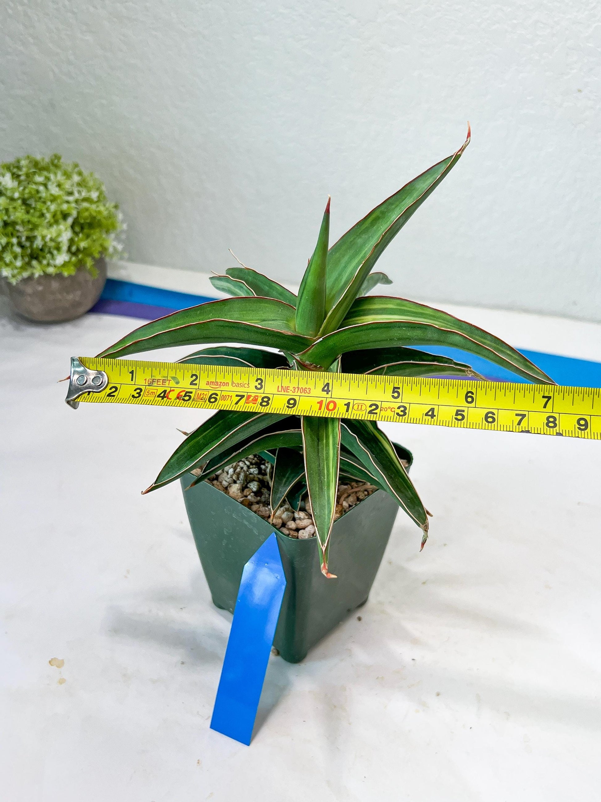 Sansevieria lavranos Var (Blue) | Minor Dmg from Shipping