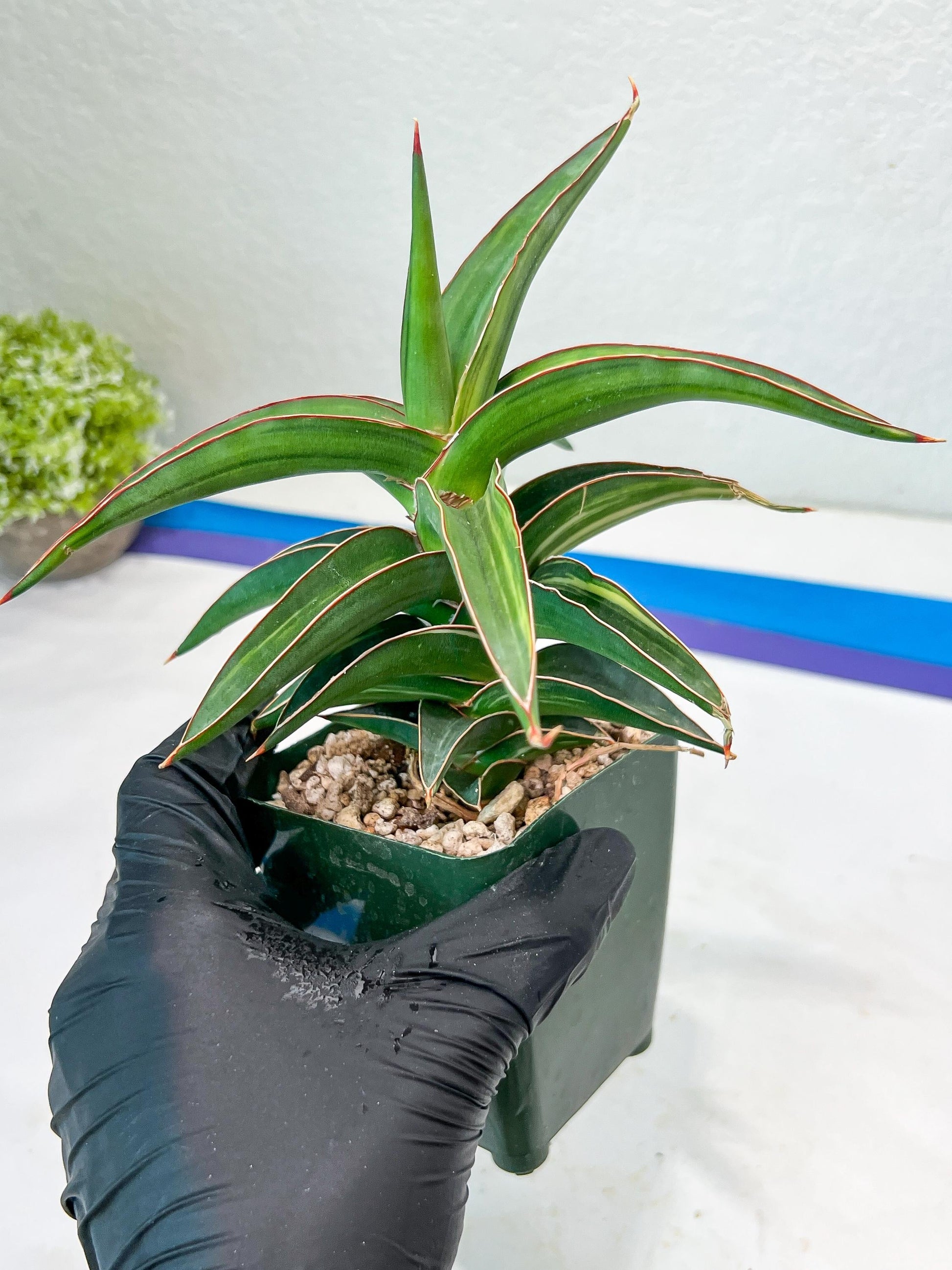 Sansevieria lavranos Var (Blue) | Minor Dmg from Shipping
