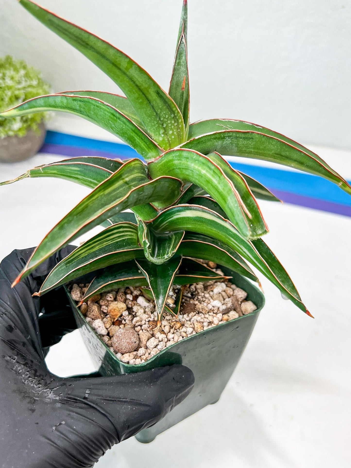 Sansevieria lavranos Var (Blue) | Minor Dmg from Shipping