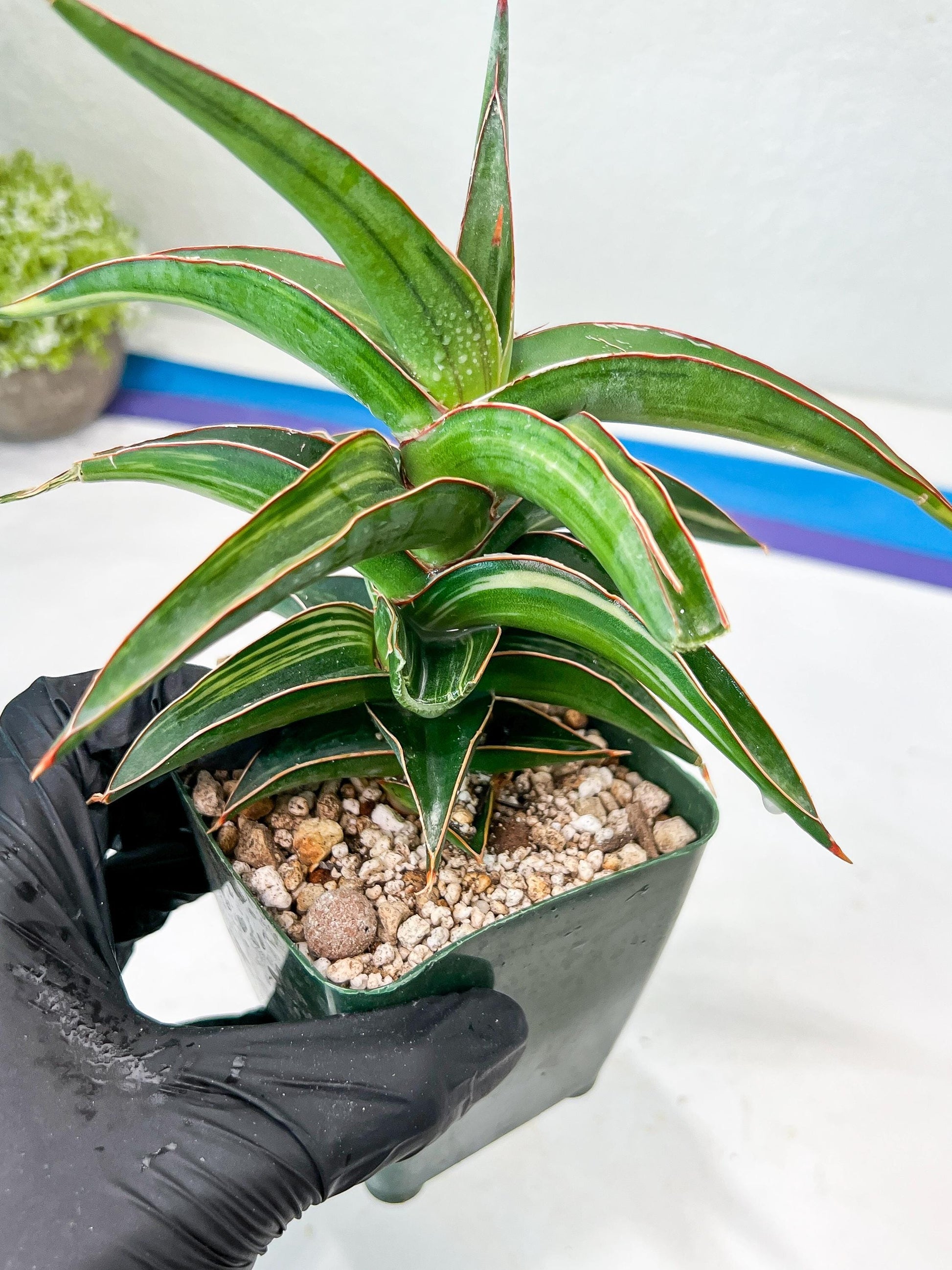 Sansevieria lavranos Var (Blue) | Minor Dmg from Shipping