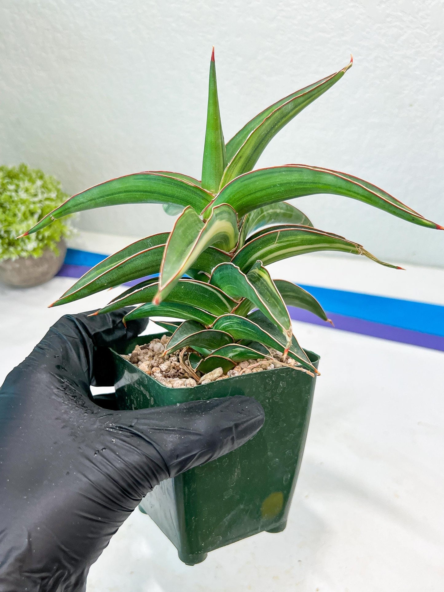 Sansevieria lavranos Var (Blue) | Minor Dmg from Shipping