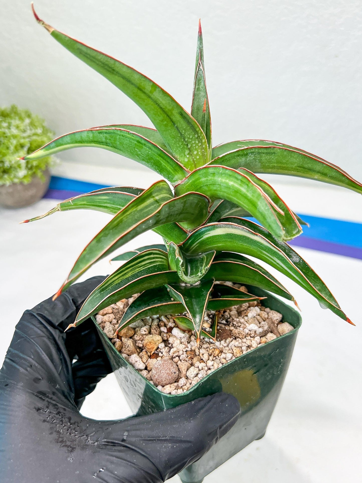 Sansevieria lavranos Var (Blue) | Minor Dmg from Shipping