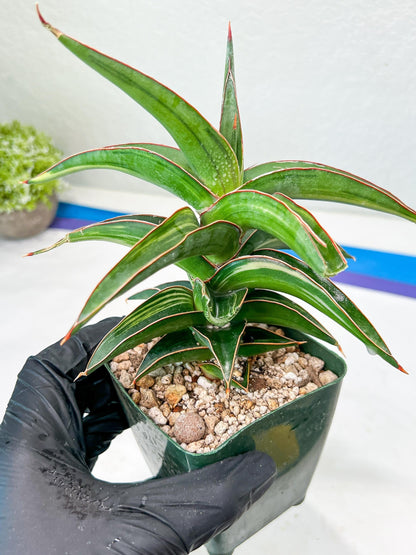 Sansevieria lavranos Var (Blue) | Minor Dmg from Shipping
