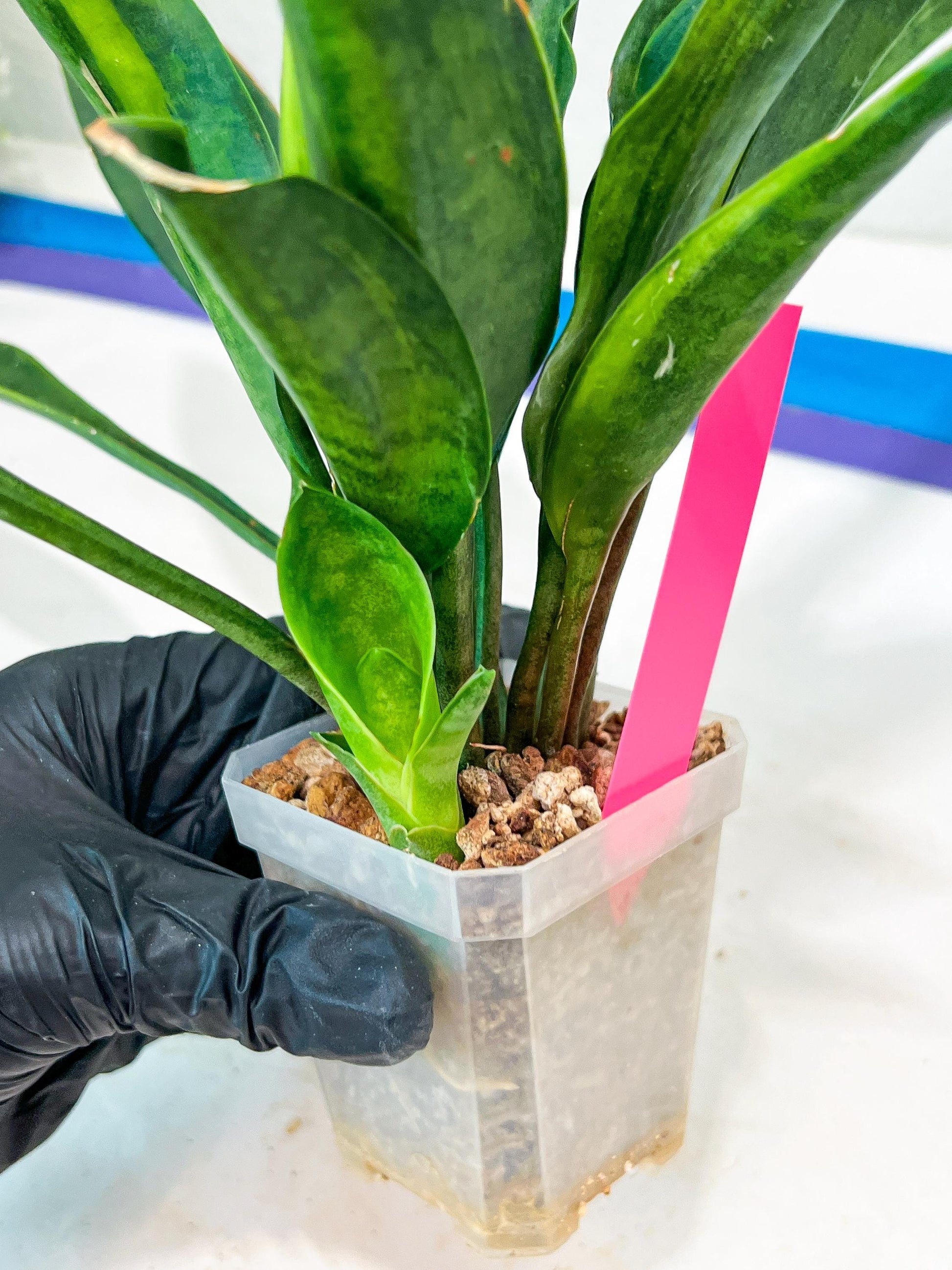 Sansevieria Sudwala Caves Variegated | Rare Impoted Plants | (4~5)