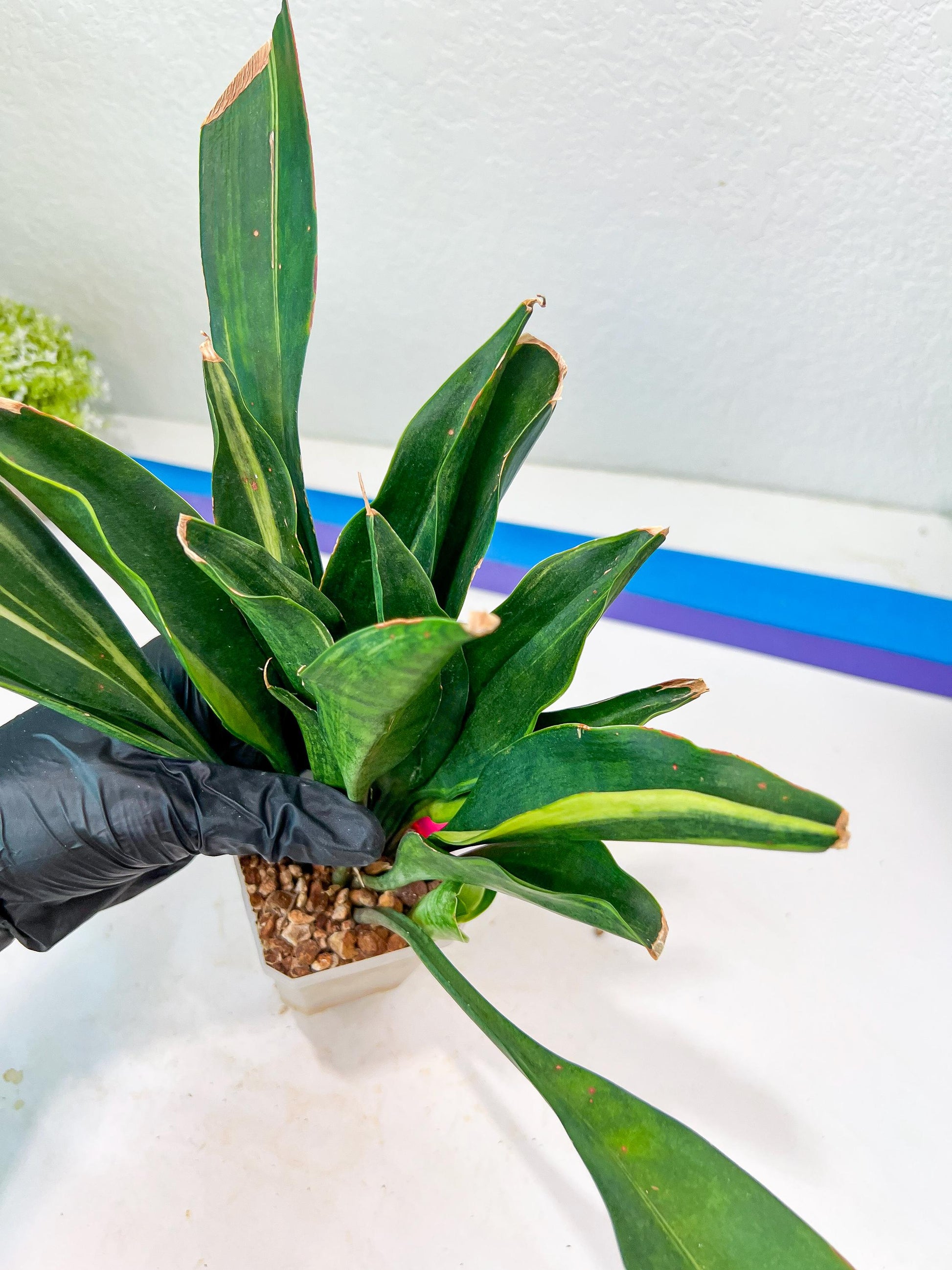 Sansevieria Sudwala Caves Variegated | Rare Impoted Plants | (4~5)