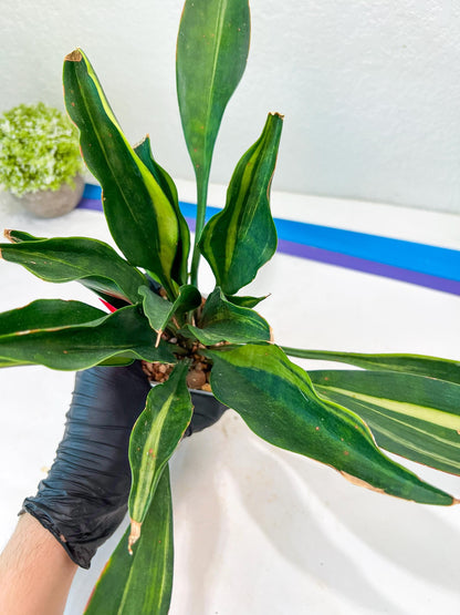 Sansevieria Sudwala Caves Variegated | Rare Impoted Plants | (4~5)