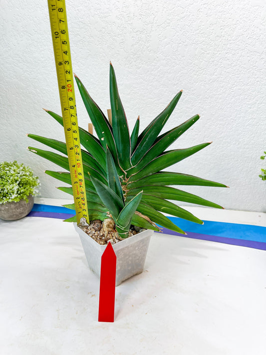 Sansevieria Sawasdee XXL | Choose your own Plants | (D4)