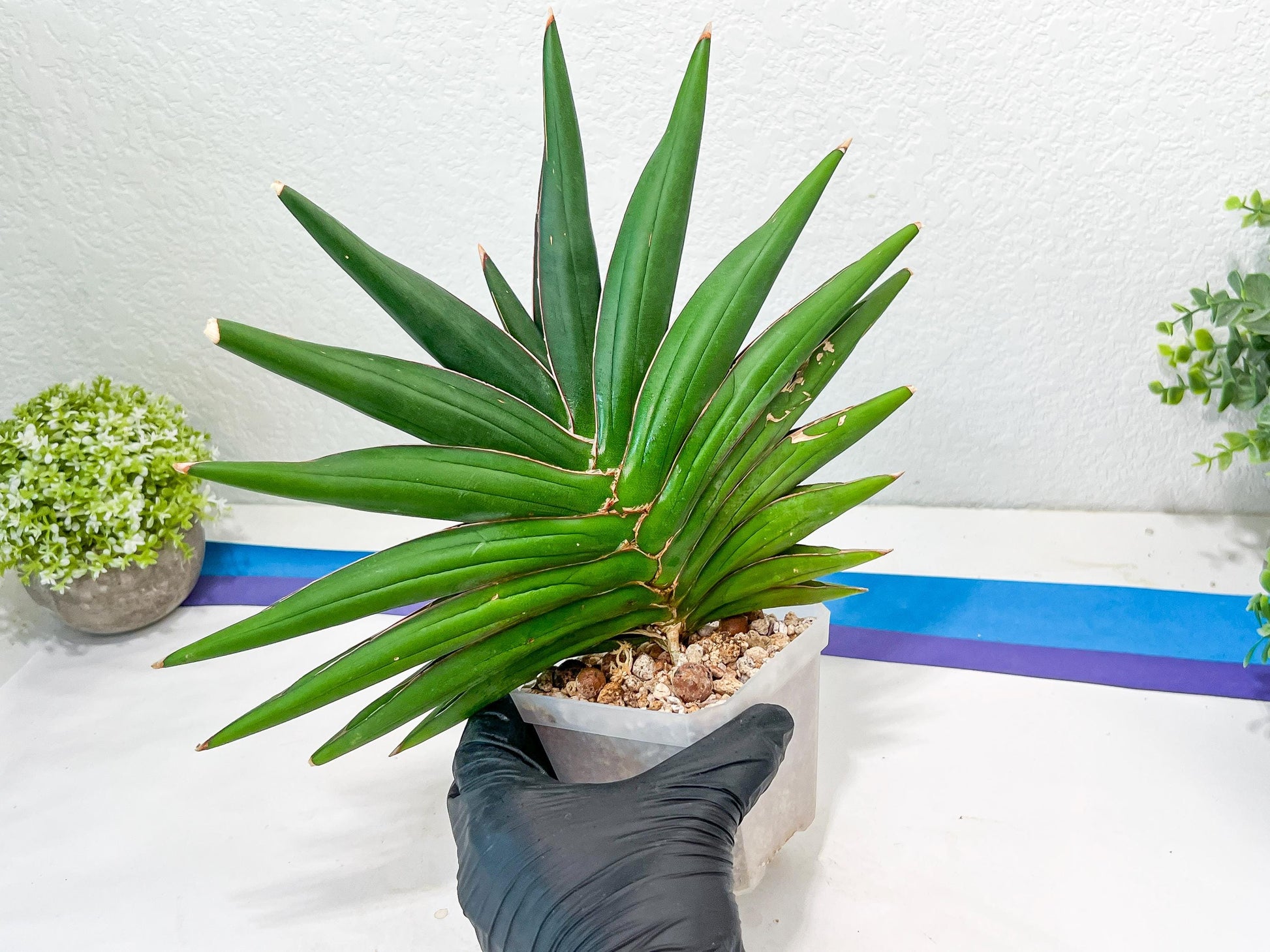 Sansevieria Sawasdee XXL | Choose your own Plants | (D4)