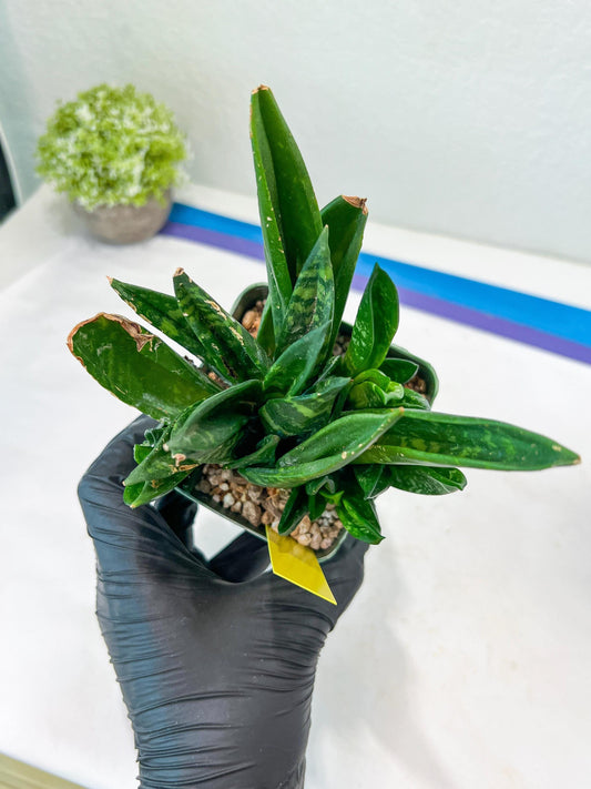Sansevieria Gaster XL (Y) | Snake Plant | Imported Plants
