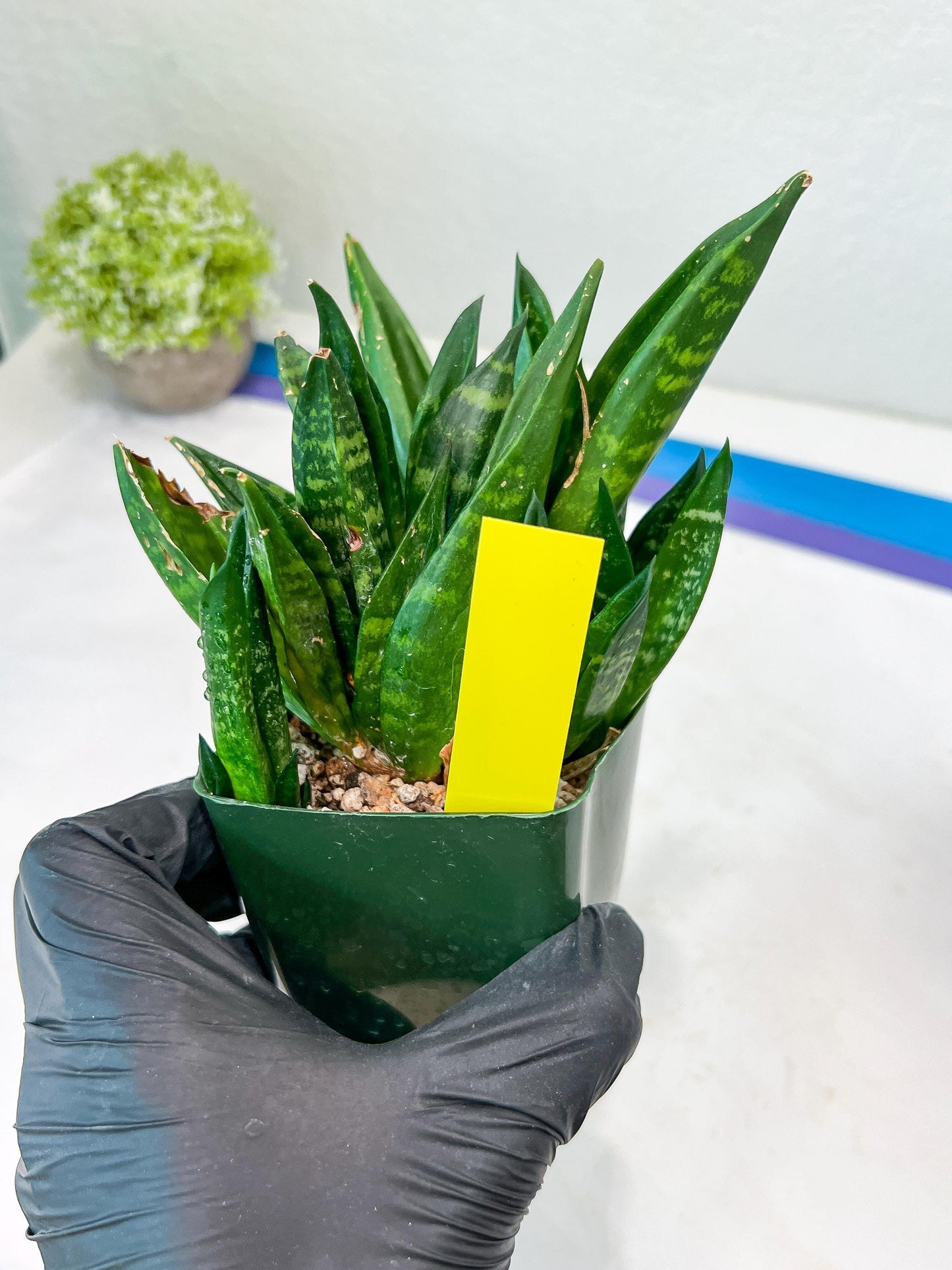 Sansevieria Gaster XL (Y) | Snake Plant | Imported Plants